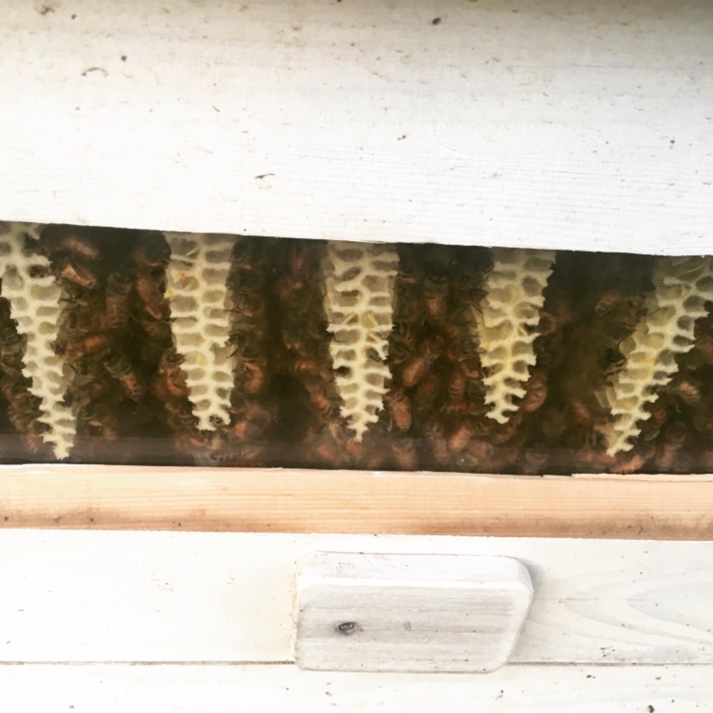 Ware Manufacturing Home Harvest Bee Hive - Allows for Natural Honeycomb Building, Complete Bee Hive Setup Kit customer photo 1