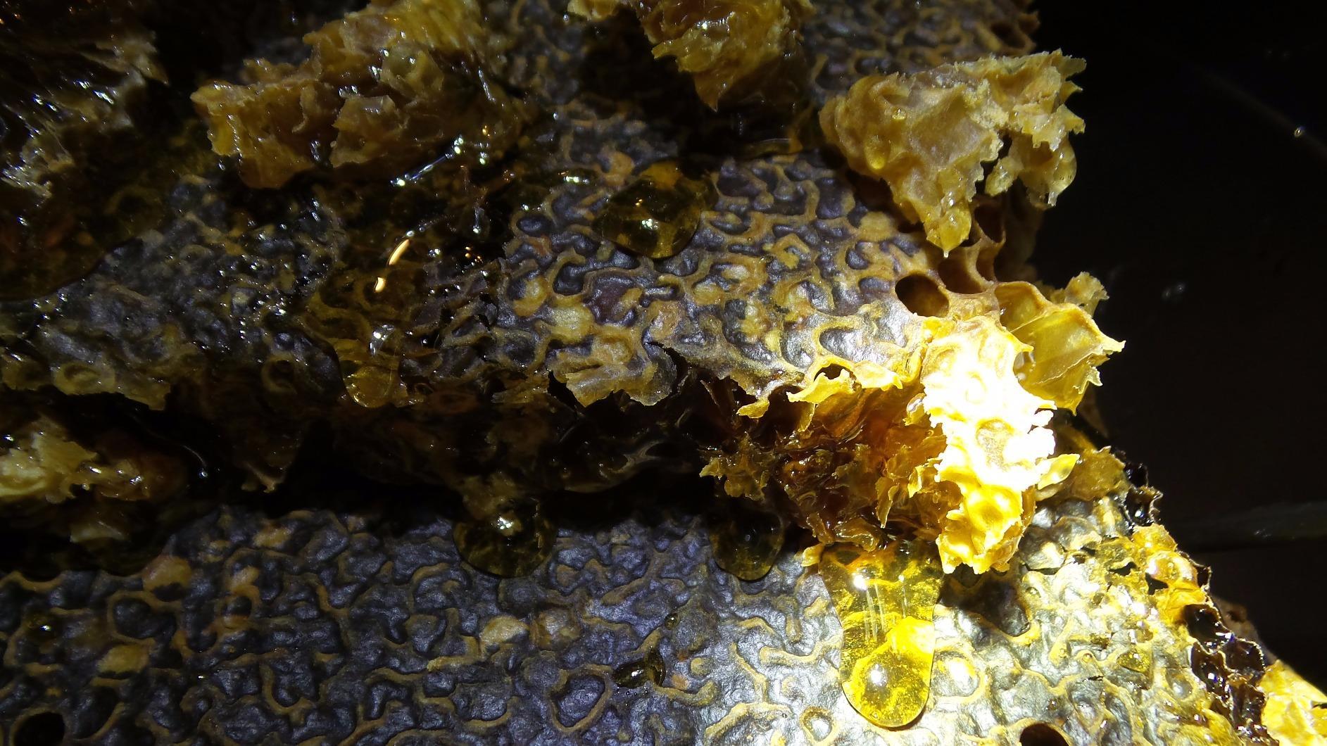 Ware Manufacturing Home Harvest Bee Hive - Allows for Natural Honeycomb Building, Complete Bee Hive Setup Kit customer photo 2