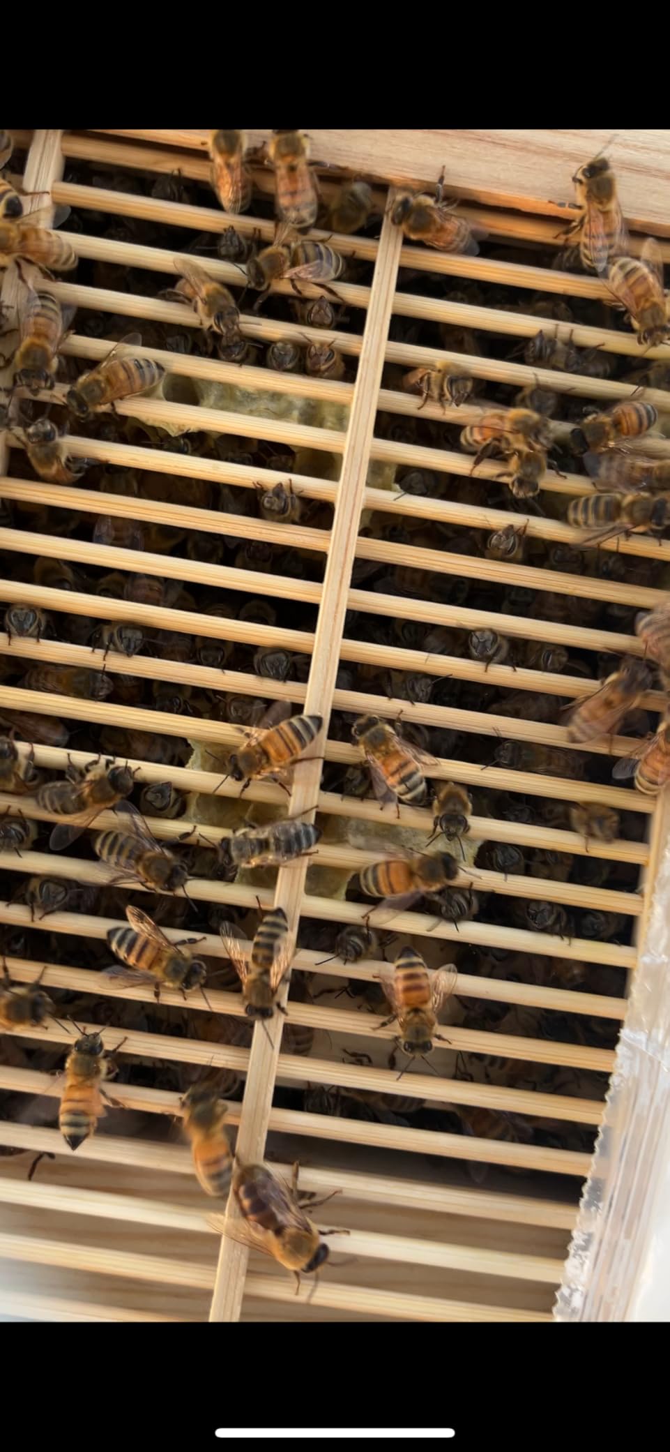 Golden Palace Bee Hive, Beehive with 7pcs Auto Super Frames, Bee House with 1pcs Super Boxes, 1pcs Brood Boxes(No Brood Frames), Bee Hives Starter Beekeeping Kits customer photo 2