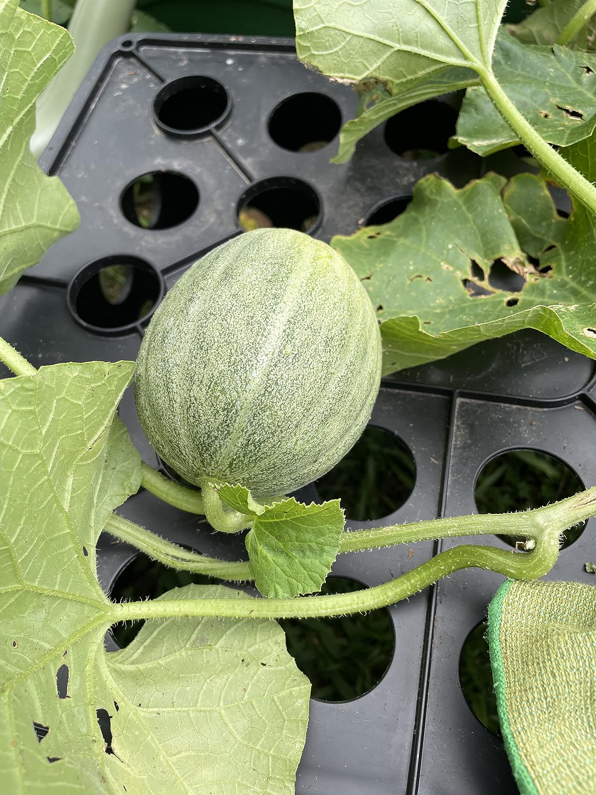 Emsco Group City Picker Raised Bed Grow Box - Self Watering and Improved Aeration - Mobile Unit with Casters - Slate customer photo 1