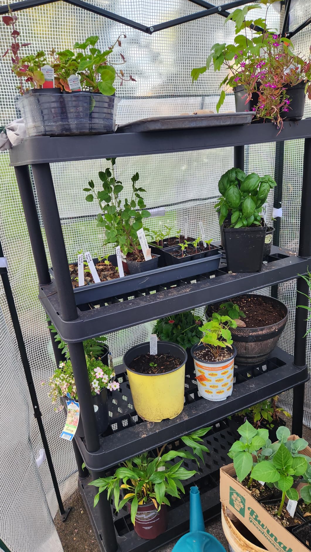 EAGLE PEAK 8x6 Easy Setup Pop Up Greenhouse, Clear/Green customer photo 1