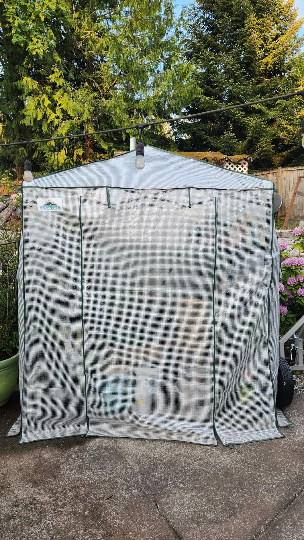 EAGLE PEAK 8x6 Easy Setup Pop Up Greenhouse, Clear/Green customer photo 2