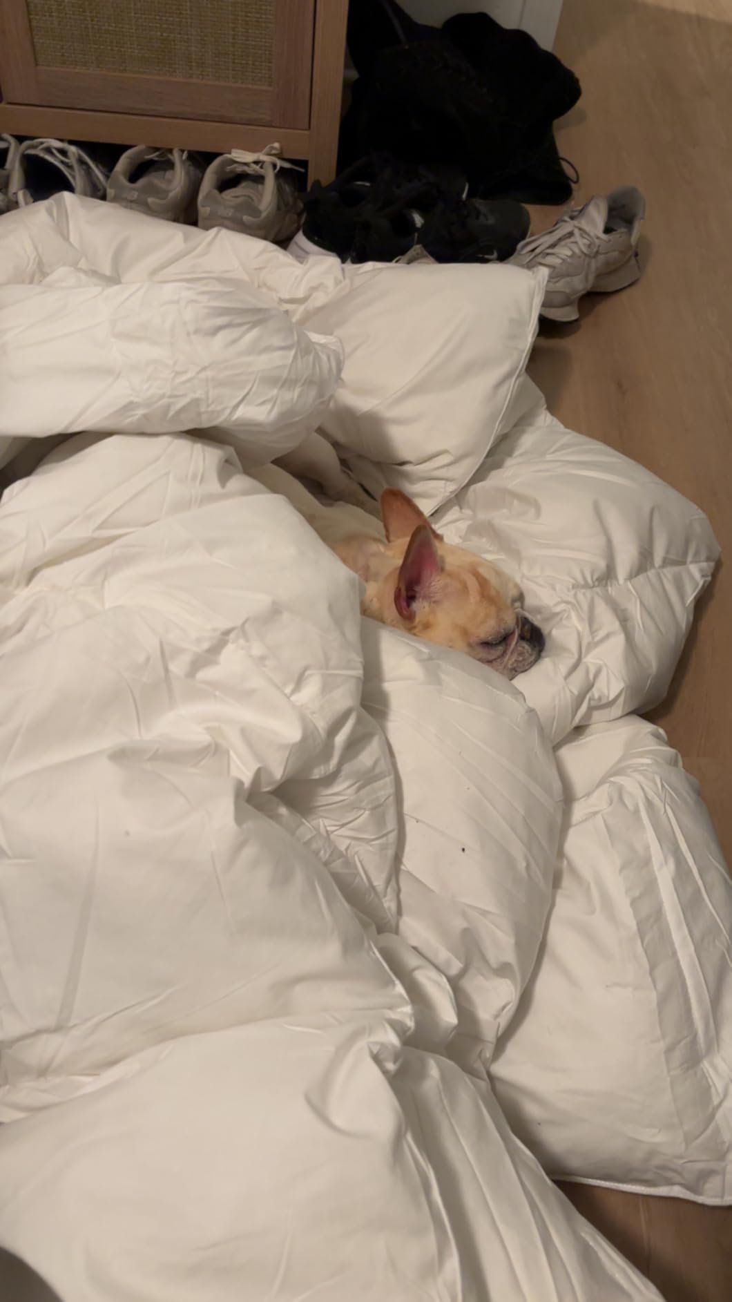 Serta Goose Feather Down Fiber Comforter Queen Size - 100% Cotton Cover Duvet Insert - Hotel Luxury Hypoallergenic Bedding Comforter Extra Warmth 90 x 90 Inch White customer photo 2