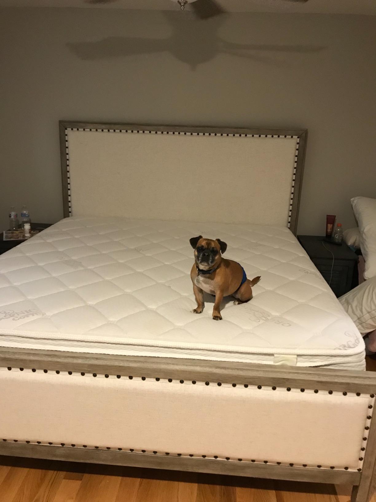 Oliver Smith - Organic Cotton - 12 Inch - Deluxe Sleep - Plush Euro Pillow Top - Cool Memory Foam & Encased Coil Mattress - Green Foam Certified customer photo 1