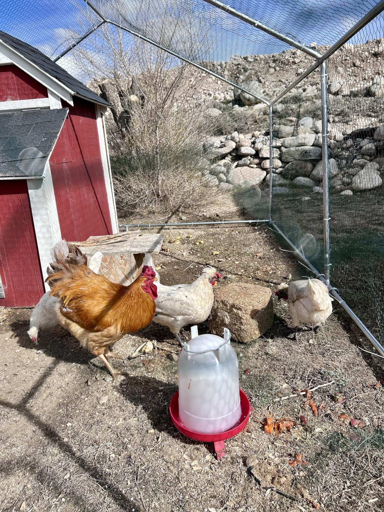 HITTITE Large Metal Chicken Coop with Run, 12.8 x 9.84 x 6.56 ft Walk in Poultry Cage Chicken Run Pen, Outdoor Chicken Runs for Yard with Waterproof & Anti-UV Cover customer photo 2