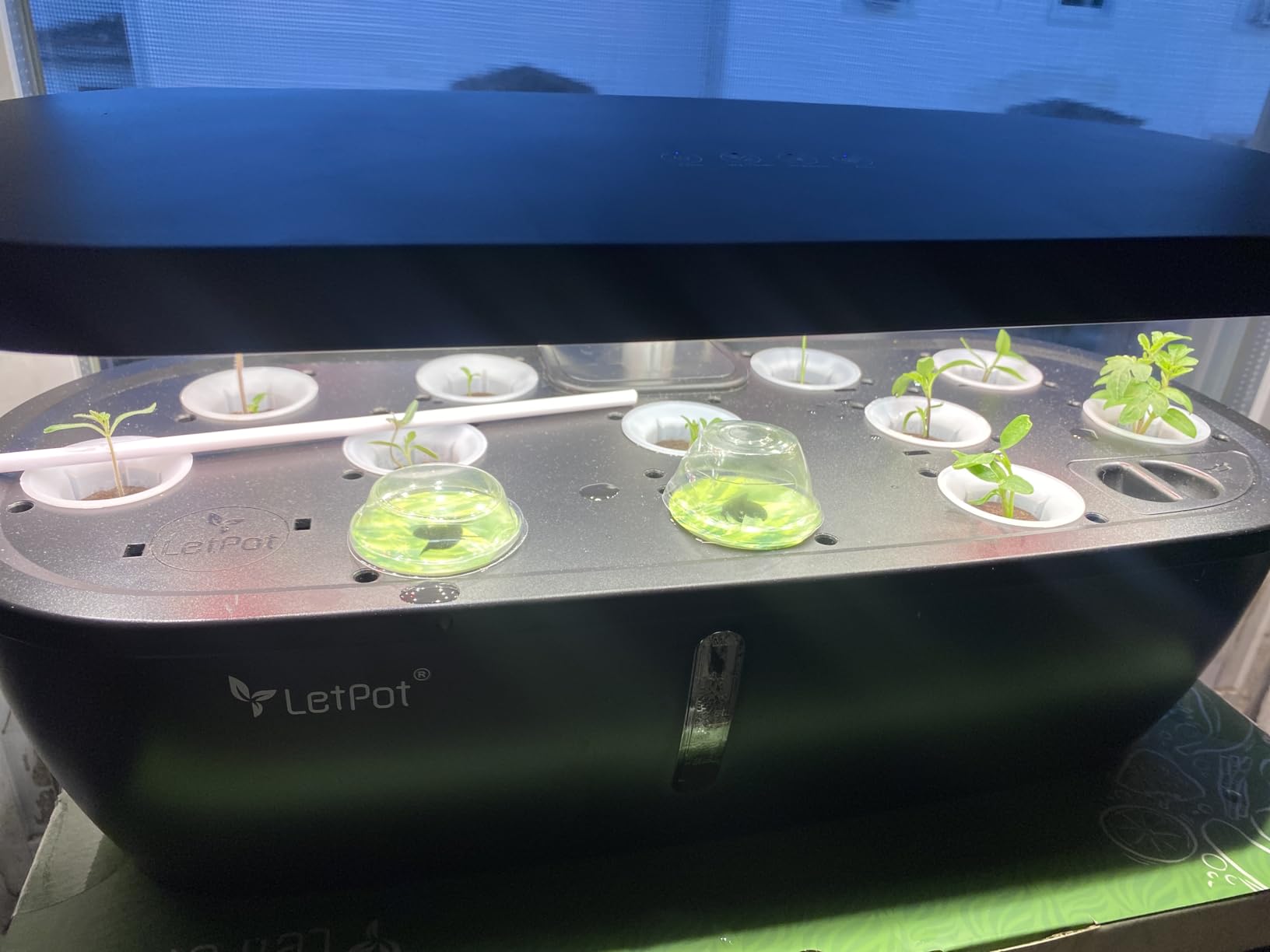 LETPOT Hydroponics Growing System, 12 Pods Indoor Herb Garden Kit with 24W LED Grow Light, 5.5L Water Tank and 16 in Adjustable Height, Smart Indoor Gardening System for Kitchen customer photo 1