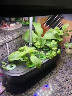 LETPOT Hydroponics Growing System, 12 Pods Indoor Herb Garden Kit with 24W LED Grow Light, 5.5L Water Tank and 16 in Adjustable Height, Smart Indoor Gardening System for Kitchen customer photo 2