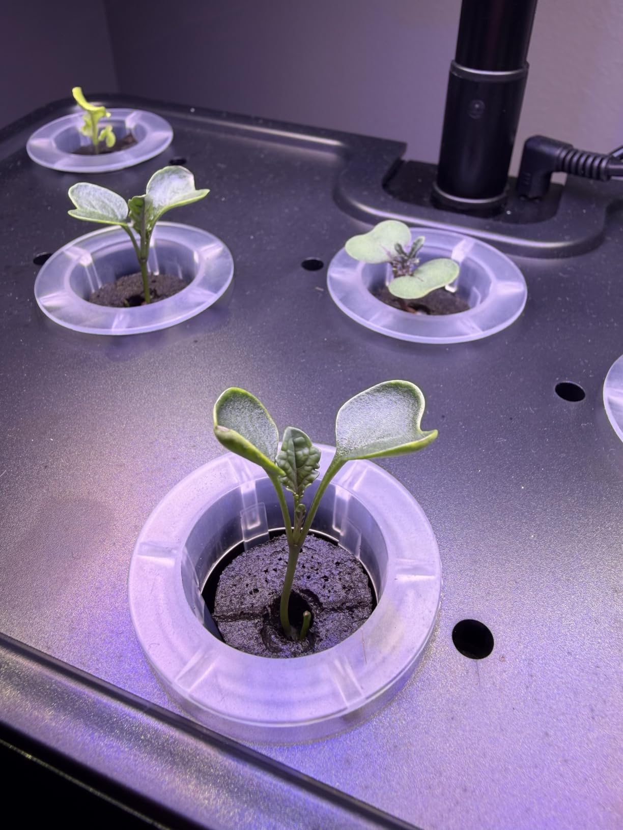 URUQ Hydroponics Growing System Garden: 8 Pods Indoor Herb Garden with Grow Light Plants Germination Kit Quiet Automatic Hydroponic Height Adjustable customer photo 2