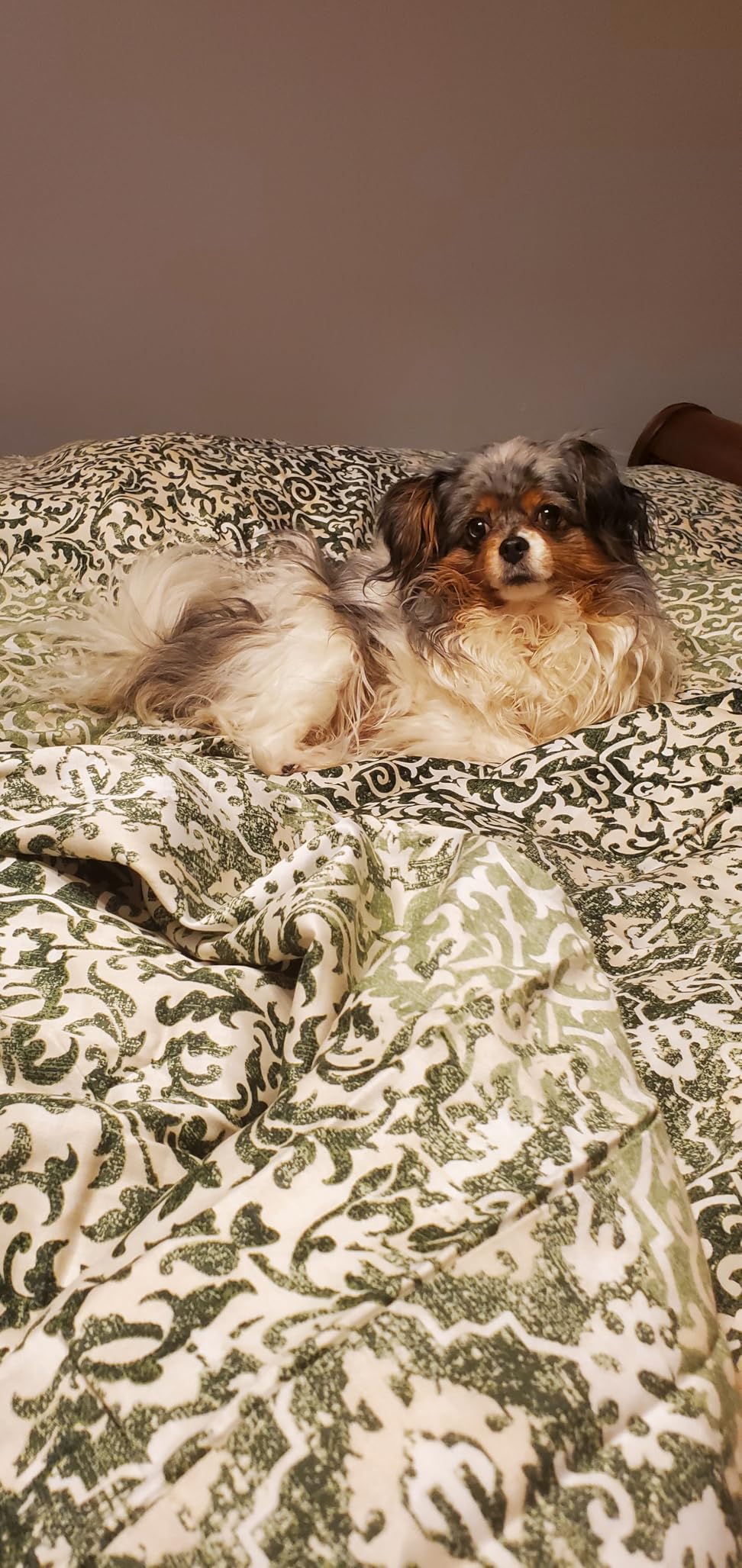 L LOVSOUL Organic 75% Down Fiber Comforter Queen Size, 850+ FP, 1200TC, Extra Fluffy, Hotel Style, Luxury Ultra Soft All Season White Duvet Insert with 8 Corner Tabs customer photo 1
