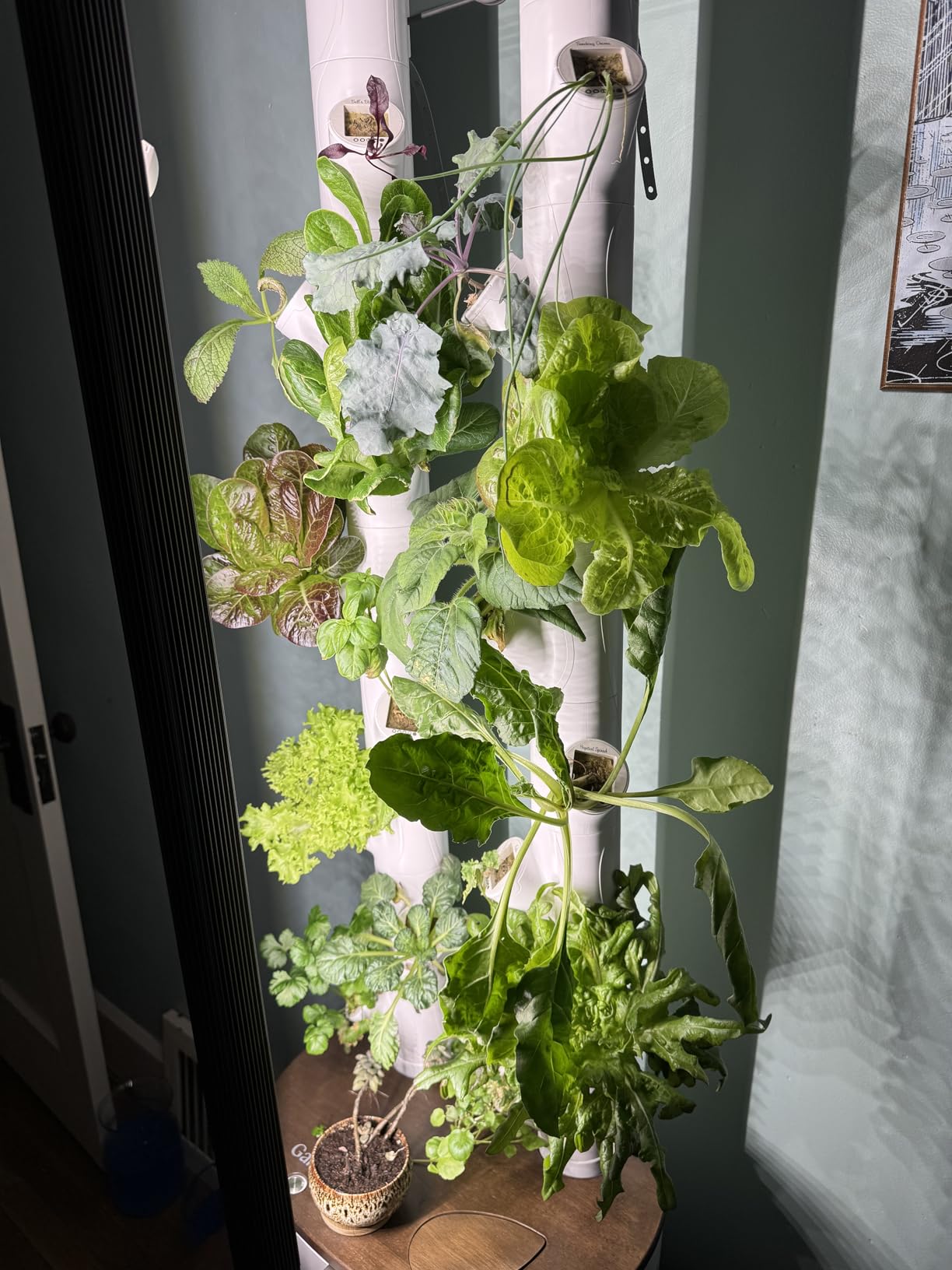 Gardyn Studio 1 Vertical Hydroponics Growing System Kit - 16 Non-GMO Plants, Herbs, Vegetables - Tower Garden - Hydroponic Herb Garden Planter Indoor Kit - Indoor Gardening System with LED Grow Lights customer photo 2
