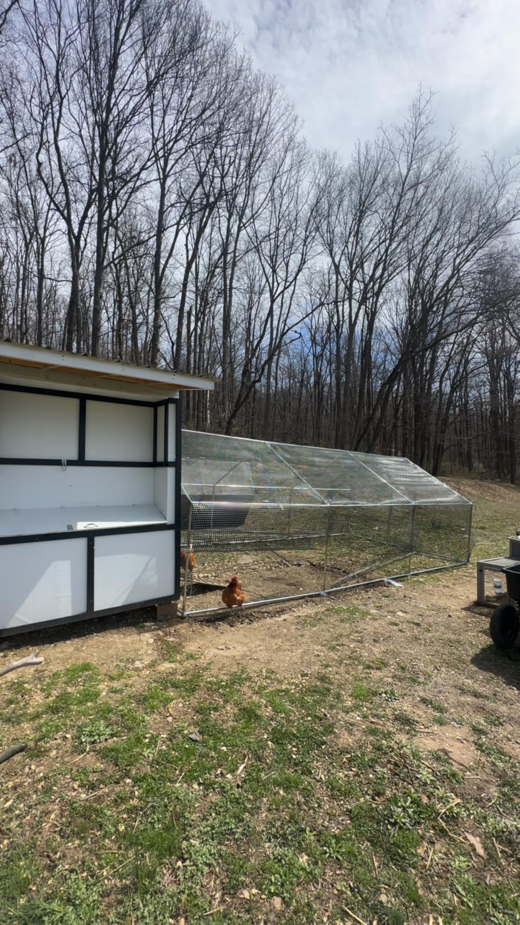 CAMMOO Metal Chicken Coop with Run, 13.1x9.8x6.6ft, Walk-in Chicken Run for Yard with Cover, Upgrade Double Lock & Rust-Proof Mesh, Stainless Steel Ties, Easy Assembly, Chicken Pen for Ducks, Rabbits customer photo 2