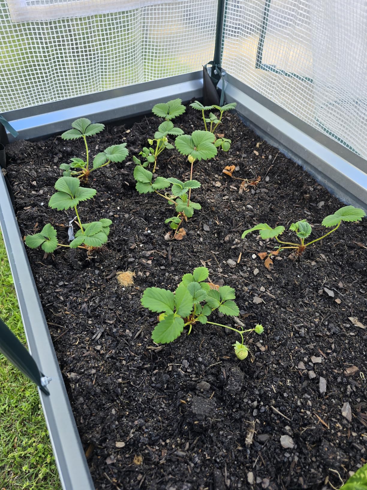 Lineware Galvanized Raised Garden Bed with Self-Watering System, Elevated Planter Boxes Outdoor with Legs and PE Cover for Vegetables and Flowers, Backyard, Patio, Balcony, 48x24x56 in customer photo 2