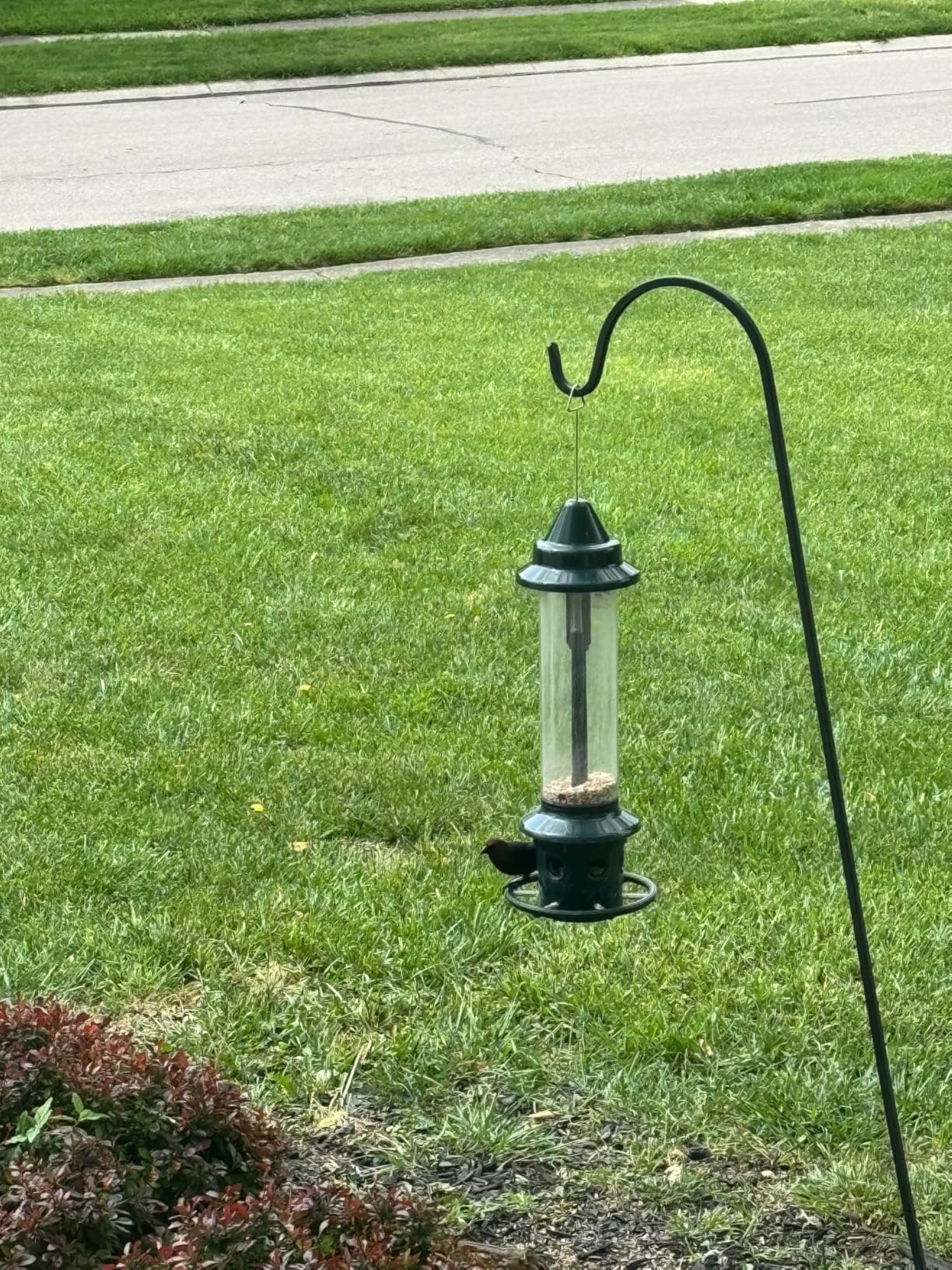 Squirrel Buster Plus Squirrel-proof Bird Feeder w/Cardinal Ring and 6 Feeding Ports, 5.1-pound Seed Capacity, Adjustable, Pole-mountable (POLE ADAPTOR SOLD SEPARATELY), Green customer photo 1