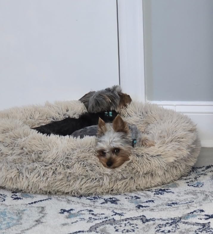 Best Friends by Sheri The Original Calming Donut Dog Bed for Small Dogs up to 25 lbs, Shag Faux Fur, Taupe, 23