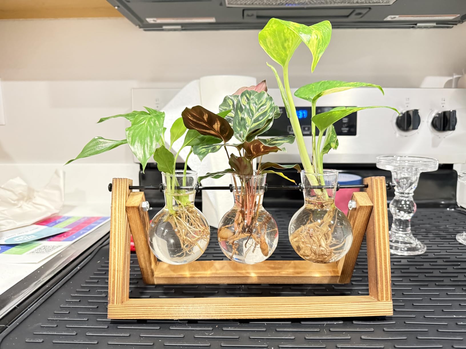 XXXFLOWER Plant Terrarium with Wooden Stand, Air Planter Bulb Glass Vase Metal Swivel Holder Retro Tabletop for Hydroponics Home Garden Office Decoration - 3 Bulb Vase | Air Planter Flower Glass Vase Retro for Hydroponics Cutting Home Garden Office Decoration Mom Grandma Women Gardening Gifts customer photo 1
