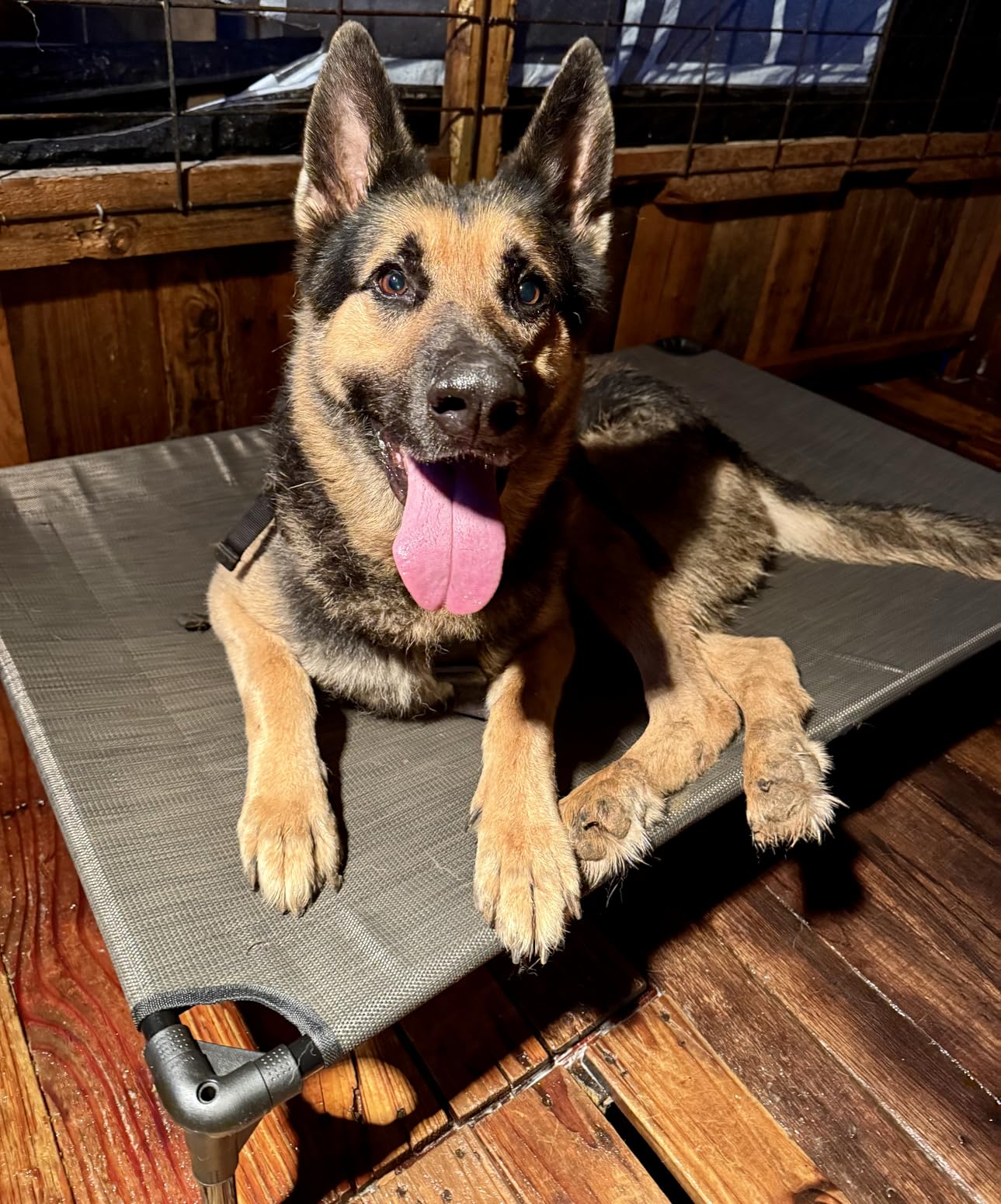 Veehoo Outdoor Elevated Dog Bed Large Sized Dogs, Large Cooling Raised Dog Cots Beds Training Platform Off Ground Hammock with Breathable Mesh, No-Slip Feet, 42