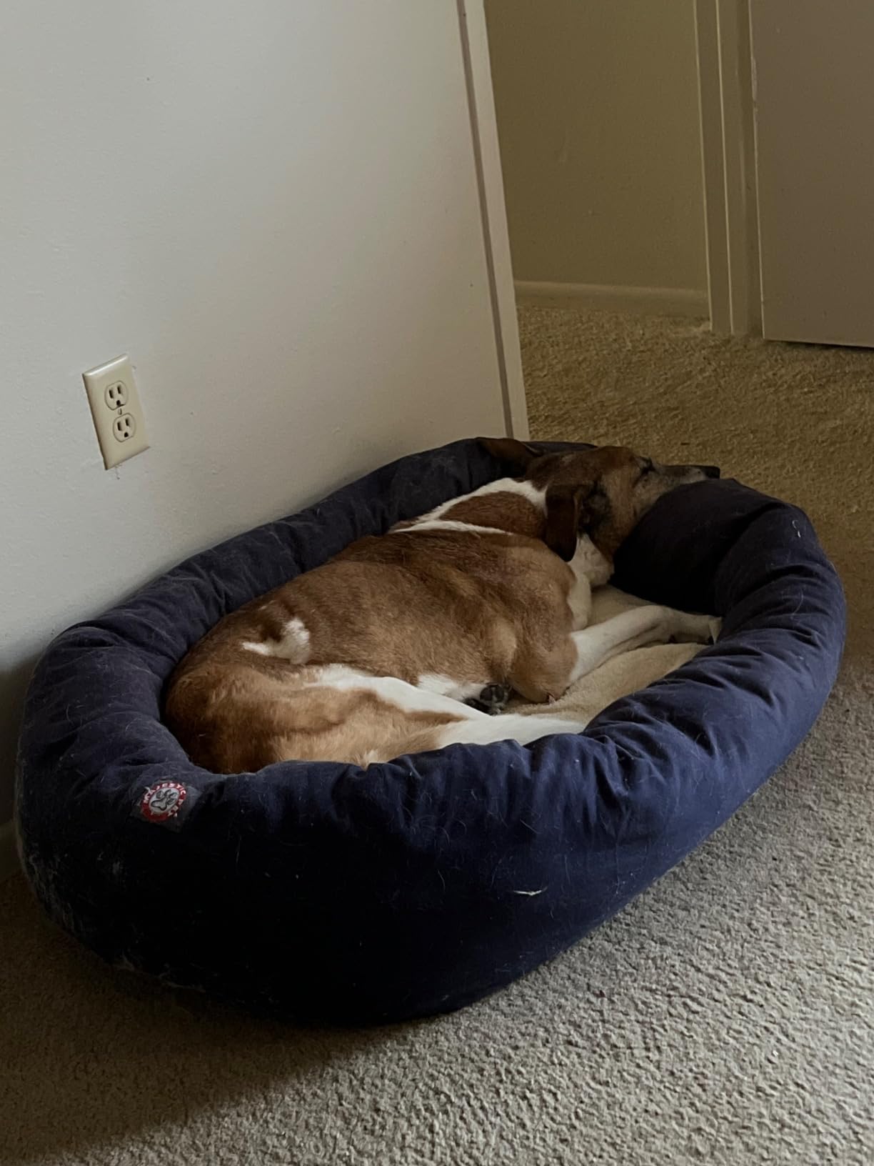 Majestic Pet Dog Bagel Calming Bed, 40x29x9in, Soft Round Pet Bed with Spine Support, Fluffy Donut Dog Bed, Large, Gray customer photo 2
