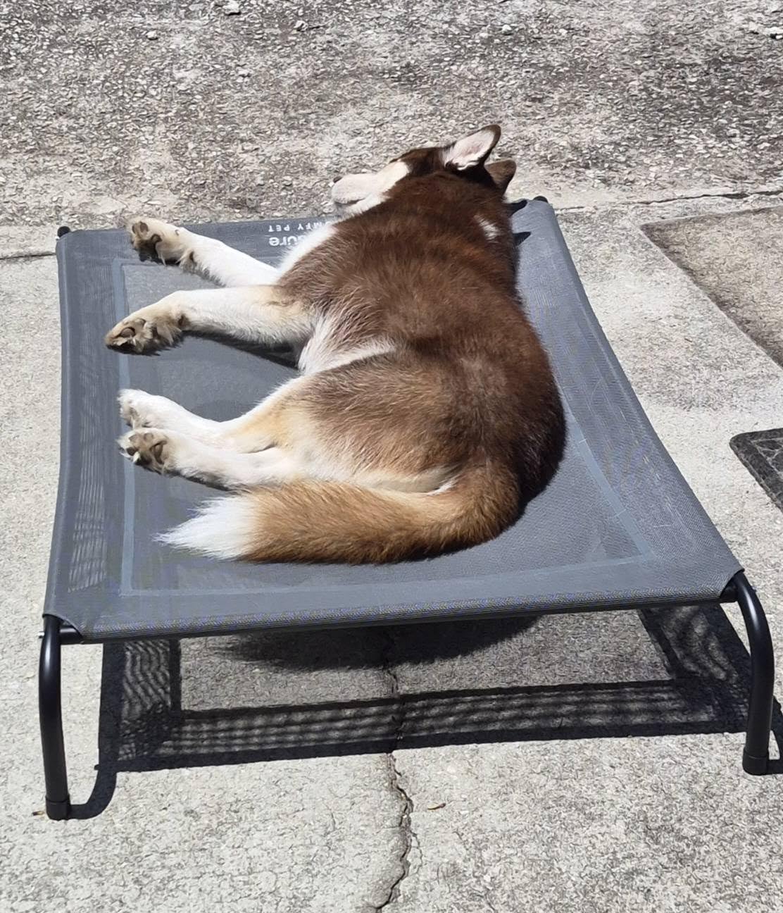 Bedsure Outdoor Elevated Dog Bed Large Sized Dog, Portable Indoor & Outdoor Cooling Raised Cot Pet Hammock Bed with Skid-Resistant Feet, Frame with Breathable Mesh, Grey, 49 inches customer photo 1
