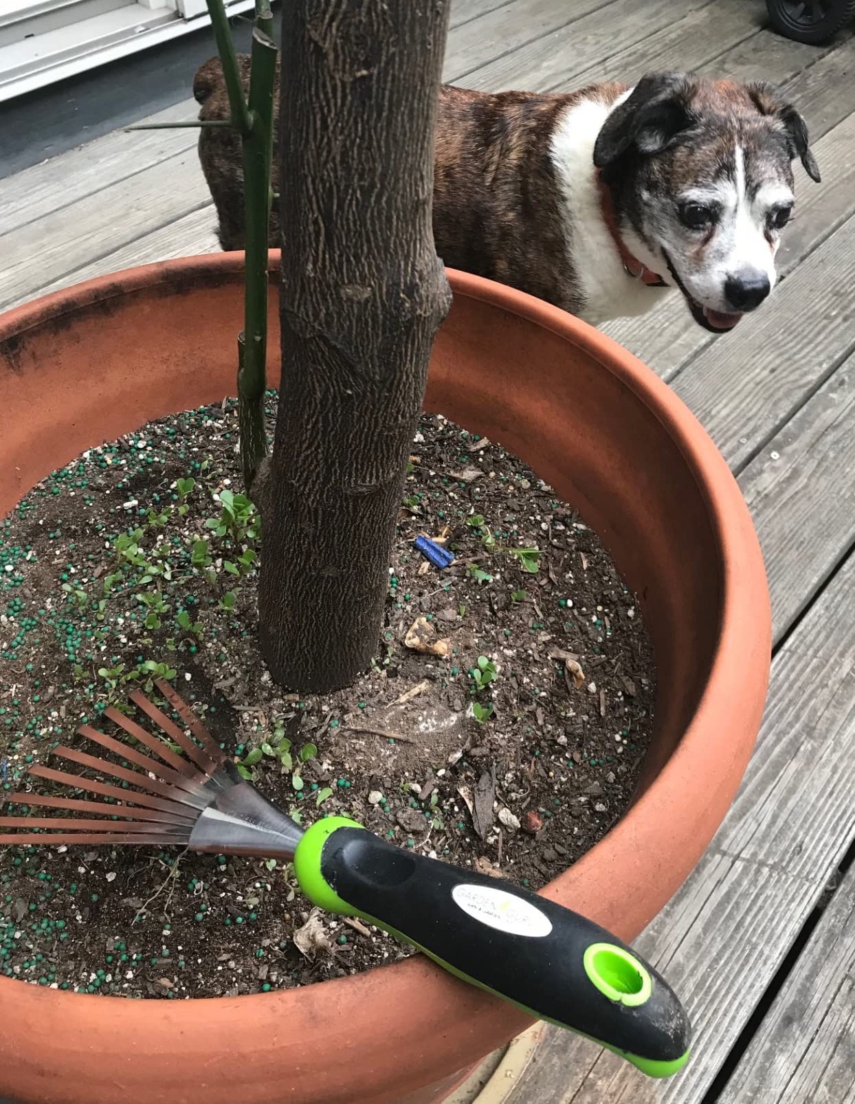 Garden Guru Stainless Steel Hand Rake Soil Tiller with Ergonomic Handle, Great for Gardening, Cultivating, Loosening Soil & Spreading Mulch, Raking Flower Beds customer photo 2