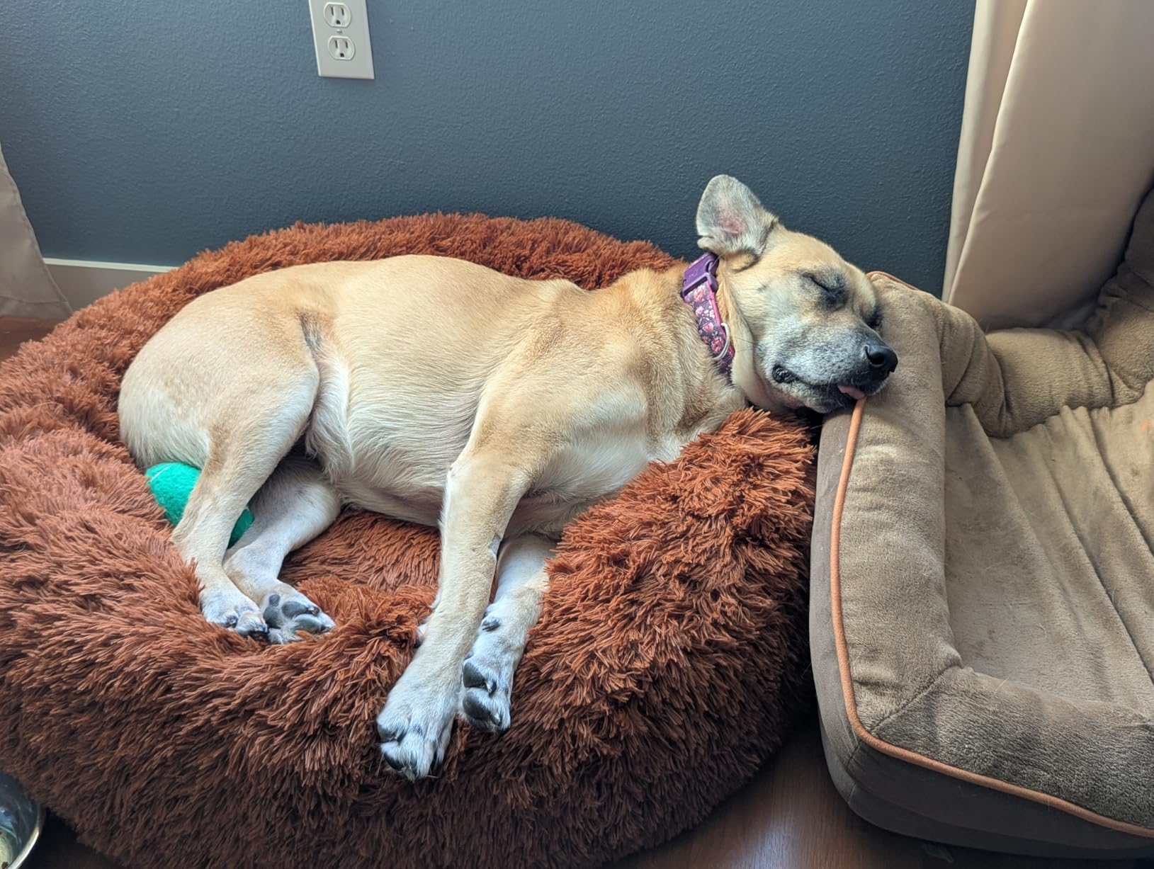 Bedsure Calming Dog Bed Medium Size Dog - Donut Washable Medium Pet Bed, 30 inches Anti-Slip Round Fluffy Plush Faux Fur Cat Bed, Fits up to 45 lbs Pets, Camel customer photo 1