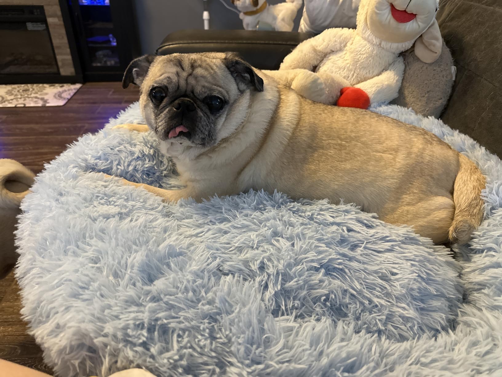WESTERN HOME WH Calming Dog Bed & Cat Bed, Anti-Anxiety Donut Dog Cuddler Bed, Warming Cozy Soft Dog Round Bed, Fluffy Faux Fur Plush Dog Cat Cushion Bed for Small Medium Dogs and Cats customer photo 1