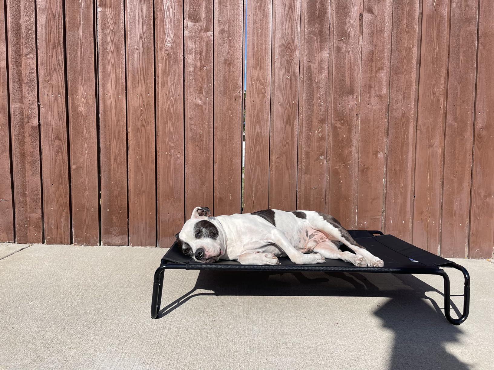 pettycare Outdoor Elevated Dog Bed Cot, Raised Dog Cots Beds, No Screws, Stable Frame & Durable Supportive Teslin Recyclable Mesh, Breathable, Indoor and Outside Pet Beds, Fits up to 40 lbs customer photo 2