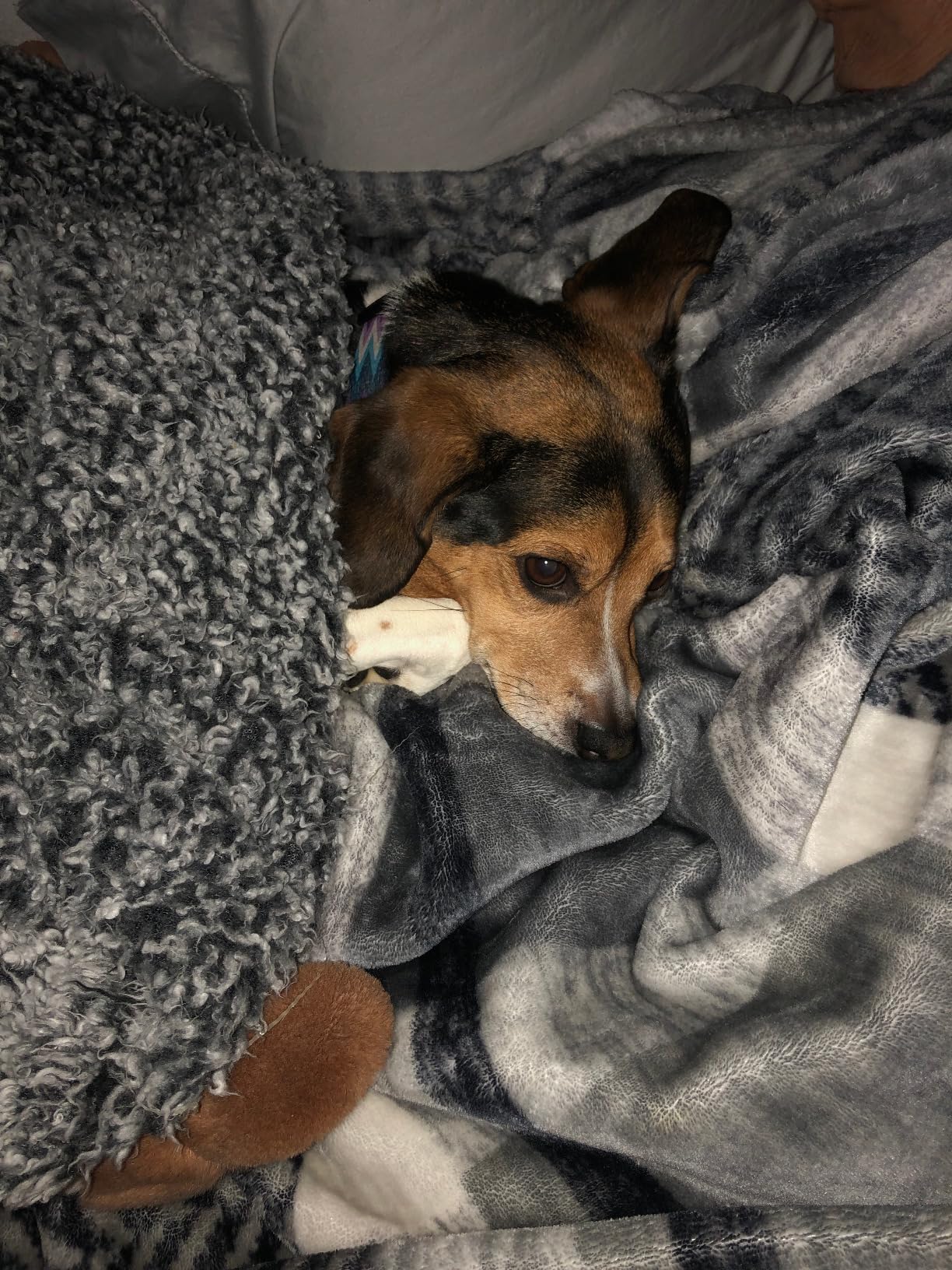 SAVFOX 23 inches Calming Donut Dog Bed - 3X Durable Plush Faux Fur, Machine Washable & Non-Slip, Fits up to 25 lbs, Beige customer photo 1