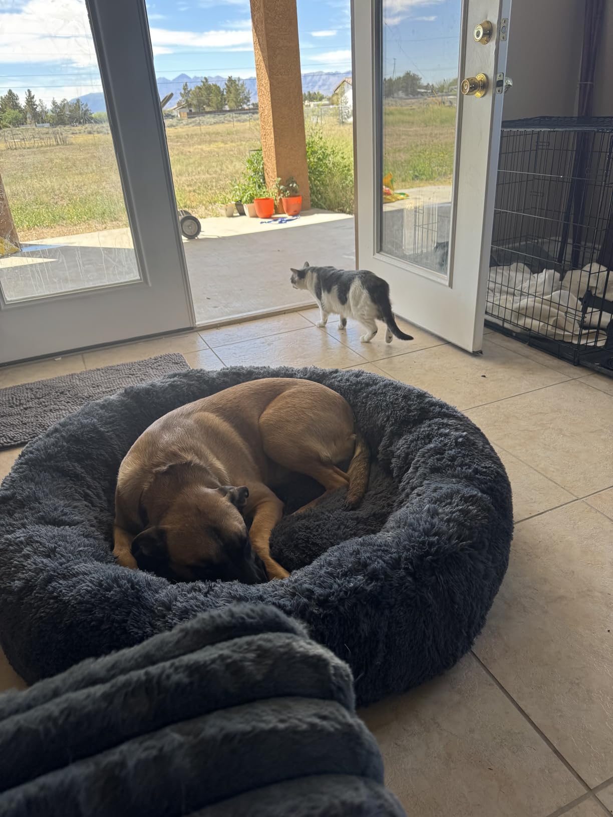 SAVFOX 23 inches Calming Donut Dog Bed - 3X Durable Plush Faux Fur, Machine Washable & Non-Slip, Fits up to 25 lbs, Beige customer photo 2