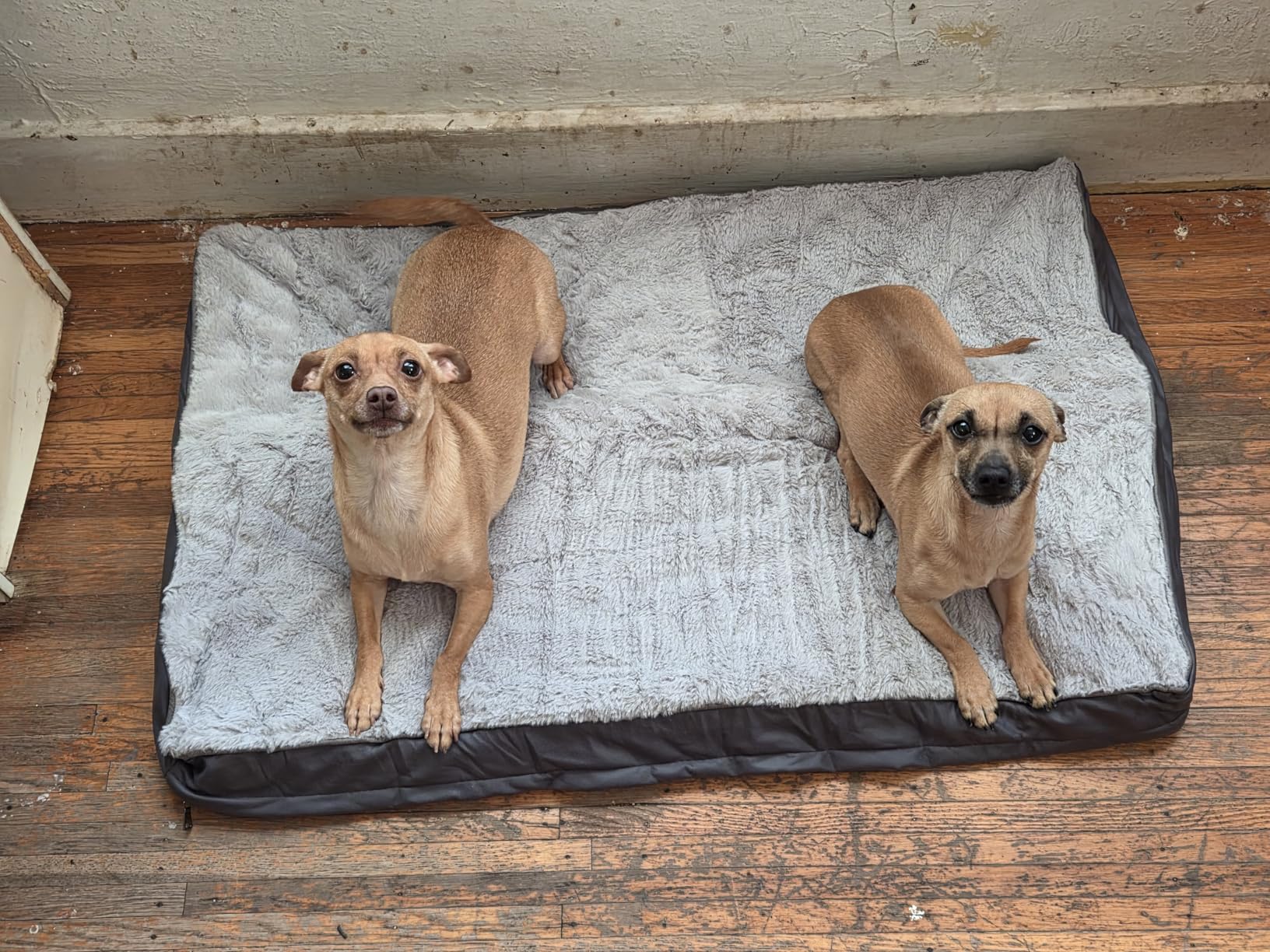Sunheir Washable Orthopedic Large Dog Bed with Removable Cover, Pet Bed Mat customer photo 1