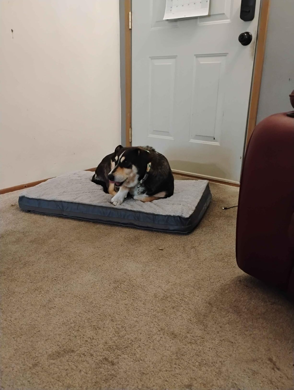 Sunheir Washable Orthopedic Large Dog Bed with Removable Cover, Pet Bed Mat customer photo 2