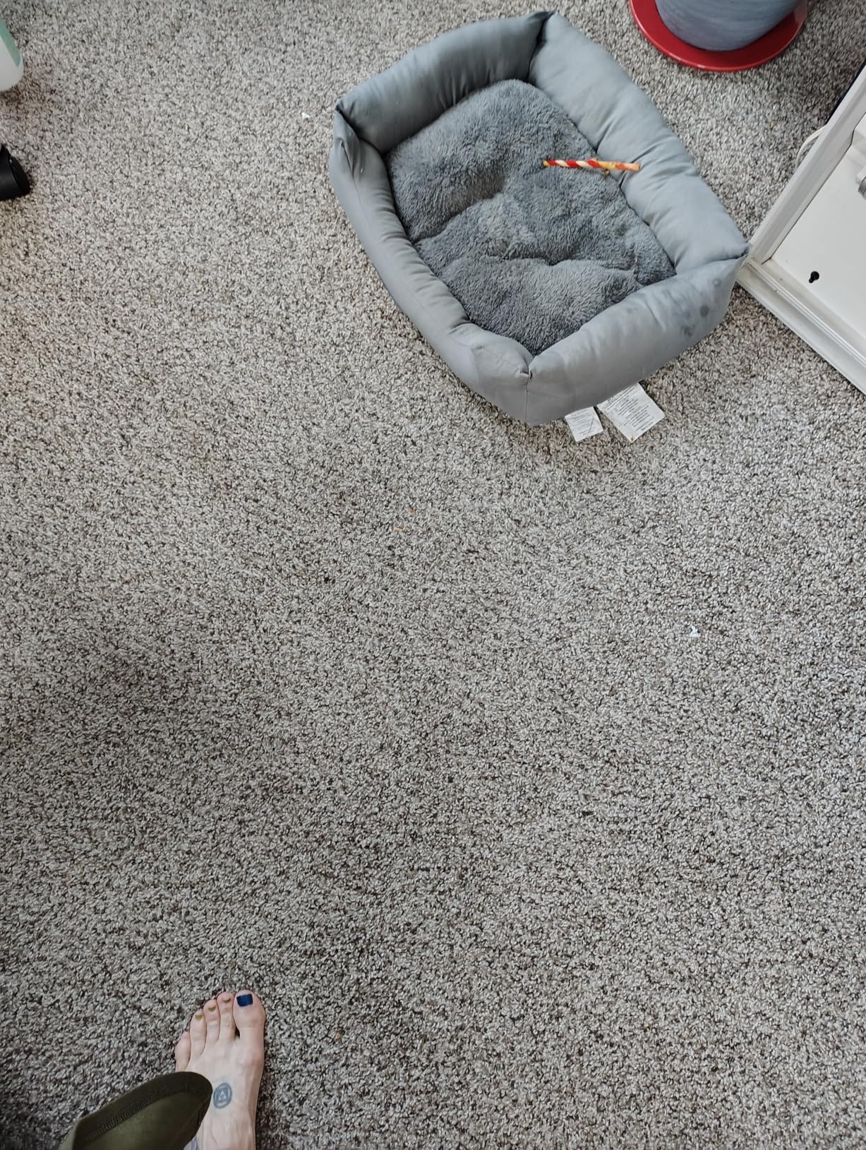 Dirt Devil Portable Spot Cleaner Machine for Carpet and Upholstery, Powerful Suction Spot Cleaning Machine with Versatile Tools, Pair with Dirt Devil Portable Cleaner Solution customer photo 2