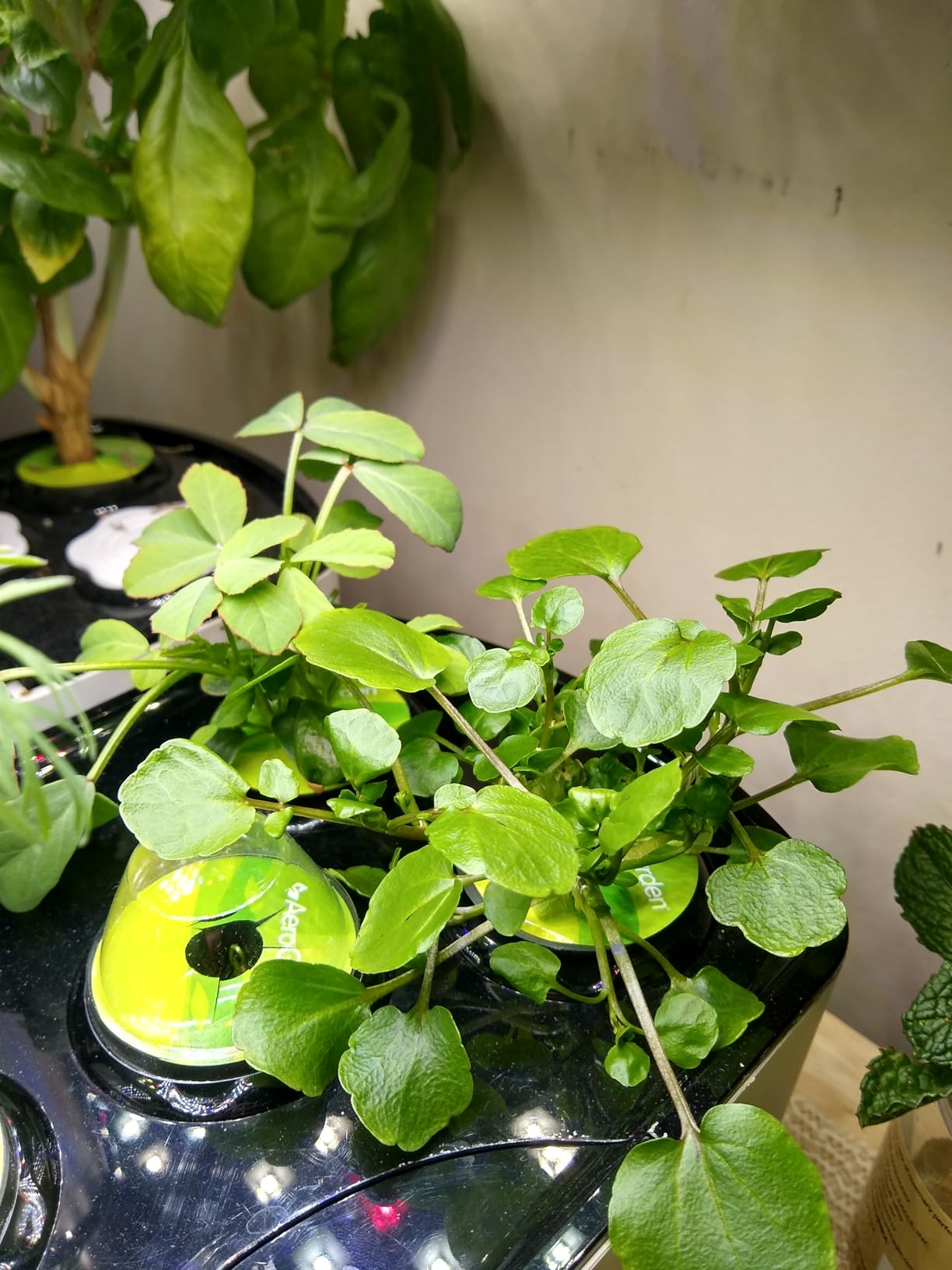 AeroGarden Harvest Lite in Cream, Soil-Free Indoor Hydroponic Garden with LED Grow Light for Year-Round Gardening of up to 6 Herbs and Vegetables customer photo 1