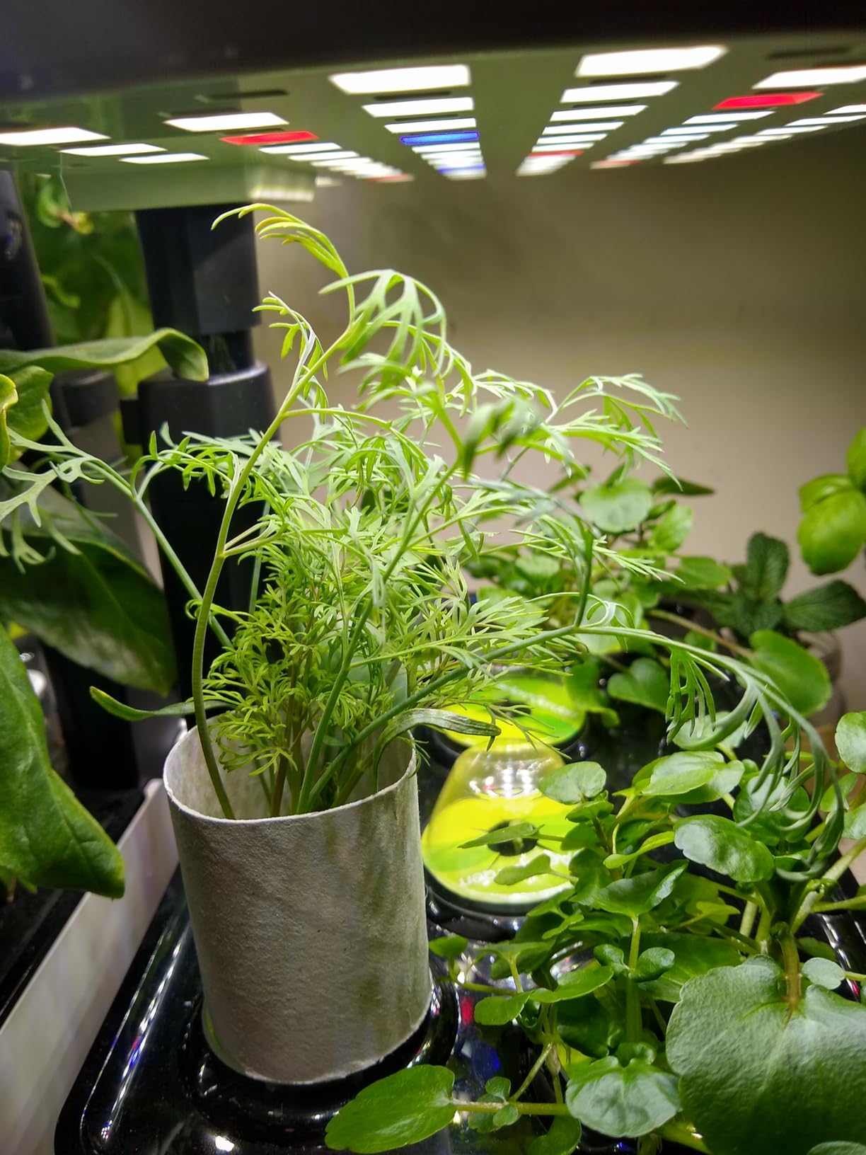 AeroGarden Harvest Lite in Cream, Soil-Free Indoor Hydroponic Garden with LED Grow Light for Year-Round Gardening of up to 6 Herbs and Vegetables customer photo 2