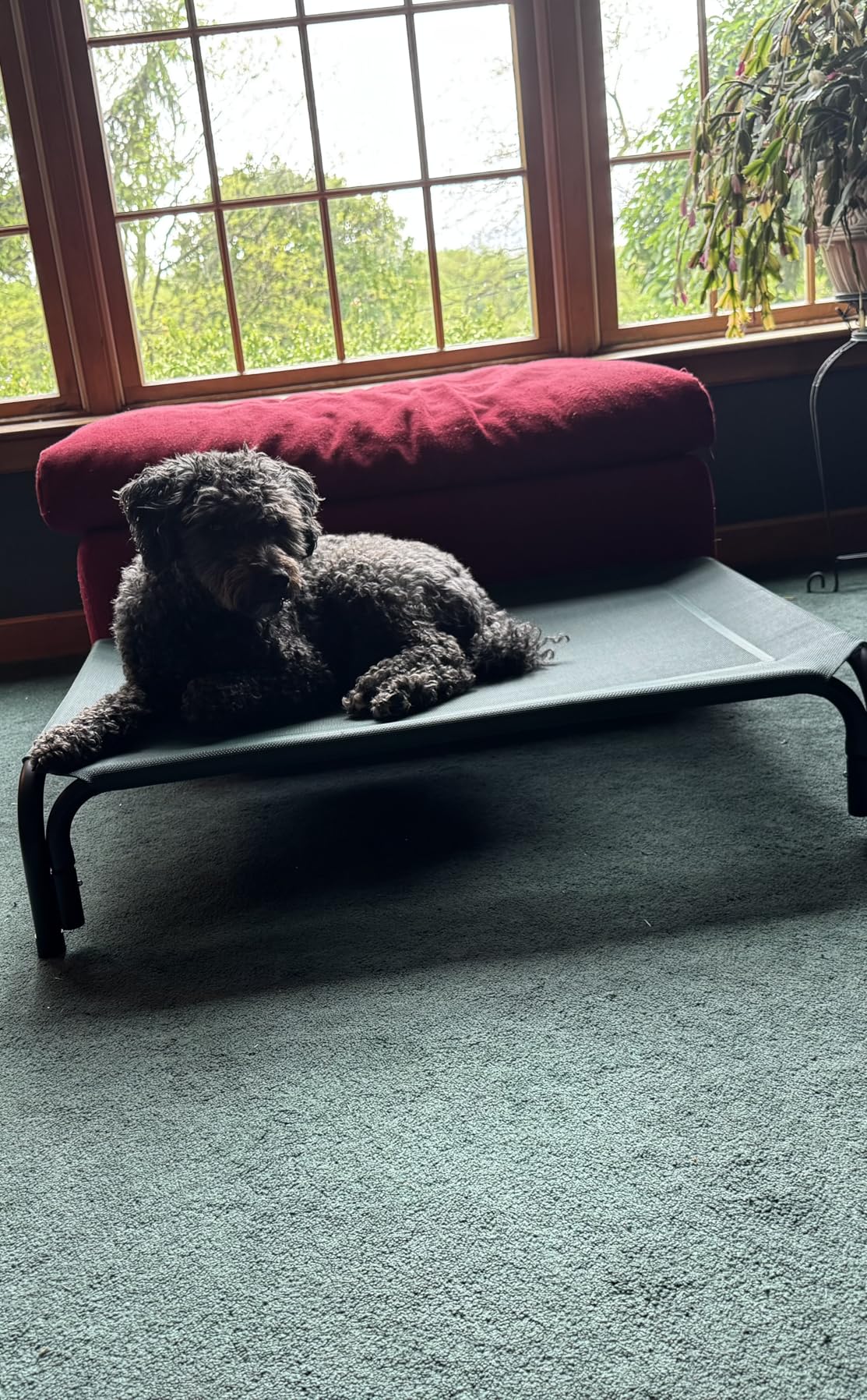 Czpalo Elevated Dog Bed, Raised Outdoor Dog Bed for Large Sized Dogs, Portable Cooling Pet Cot with Breathable & Washable Mesh, Indoor & Outdoor Pet Hammock with Skid-Resistant Feet. customer photo 1