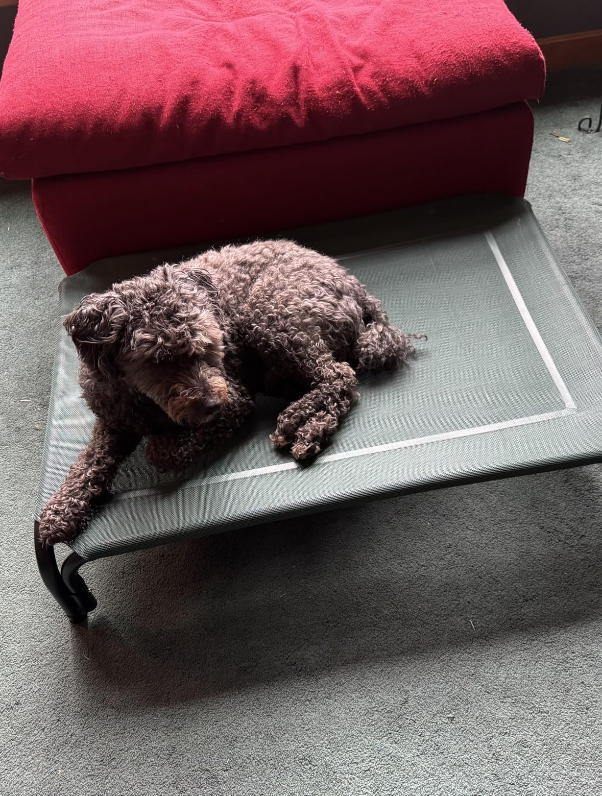 Czpalo Elevated Dog Bed, Raised Outdoor Dog Bed for Large Sized Dogs, Portable Cooling Pet Cot with Breathable & Washable Mesh, Indoor & Outdoor Pet Hammock with Skid-Resistant Feet. customer photo 2