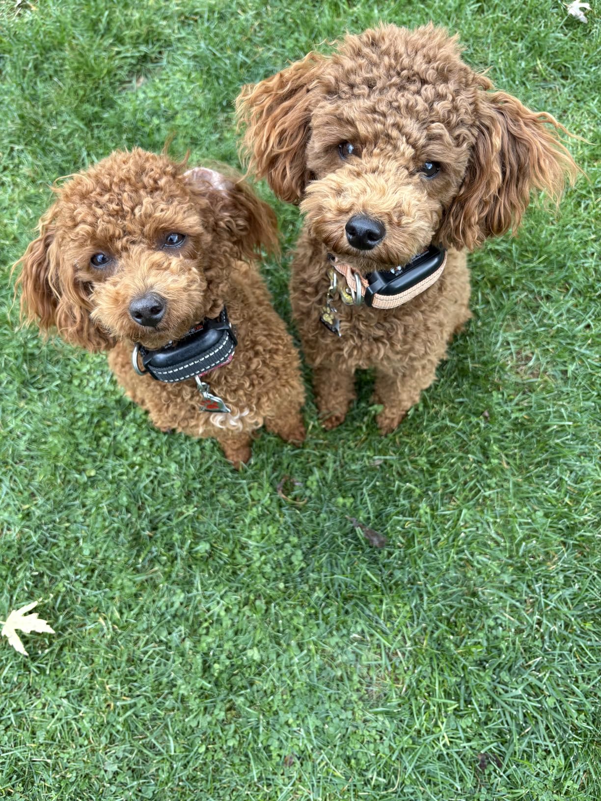 Dog Vibration Collar with Controller for 2 Dogs No Shock, 9 Types of Beeps and Vibrations, 3300ft Range & Upgraded Waterproof Training Collar for Dogs 5-120lbs - No Prongs customer photo 1