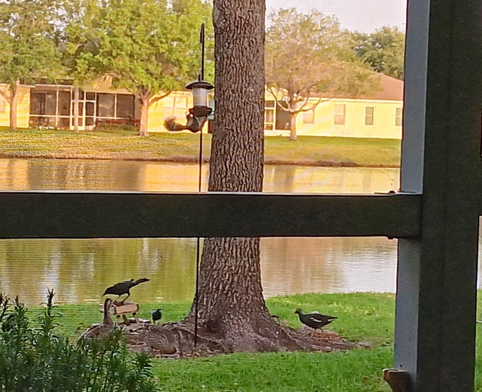 Youvip Metal Roof Bird Feeder - Chew Proof for Outdoor Hanging Wild Bird Seeds. Bronze customer photo 1