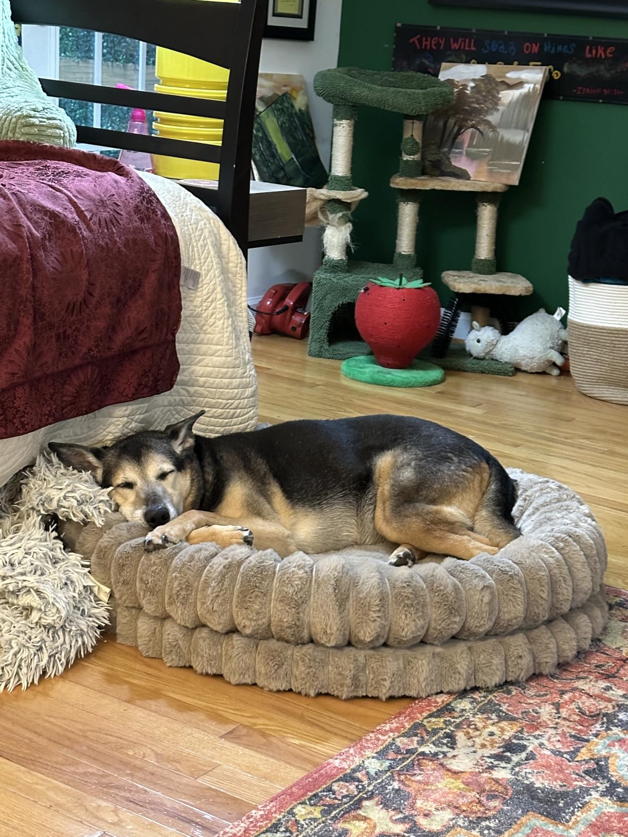 BALANCE Luxury Donut Dog Bed, 30 Inches Round Dog Bed Medium Size Dogs Washable, Orthopedic Calming Dogs Bed for Pets with Anti-Slip Bottom, Oatmeal customer photo 2