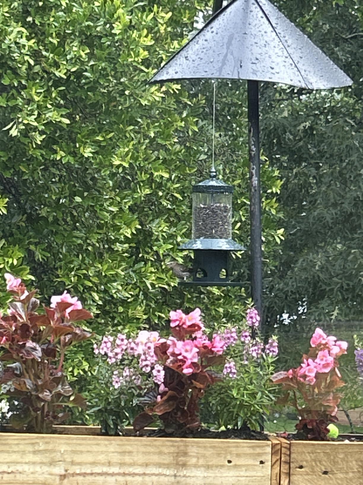 Squirrel Proof Bird Feeder - 360° Feeding Perch Tray for Outdoor Hanging Wild Bird Seeds, Dark Green. customer photo 2