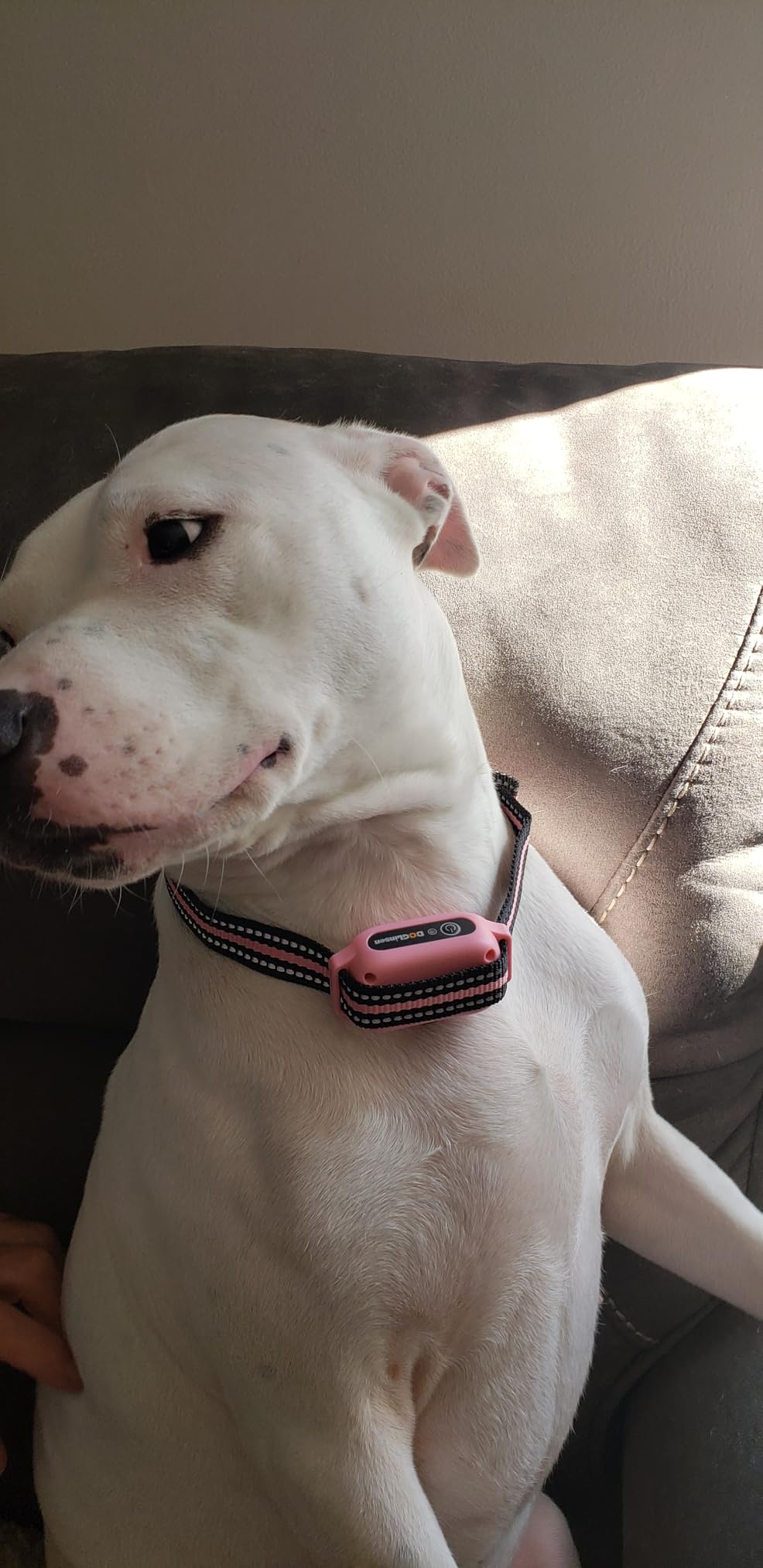 No Shock Dog Training Collar, Beep and Vibrating Dog Collar with Remote 2800Ft, Vibration Collar for Small Medium Large Dogs - No Prongs customer photo 1