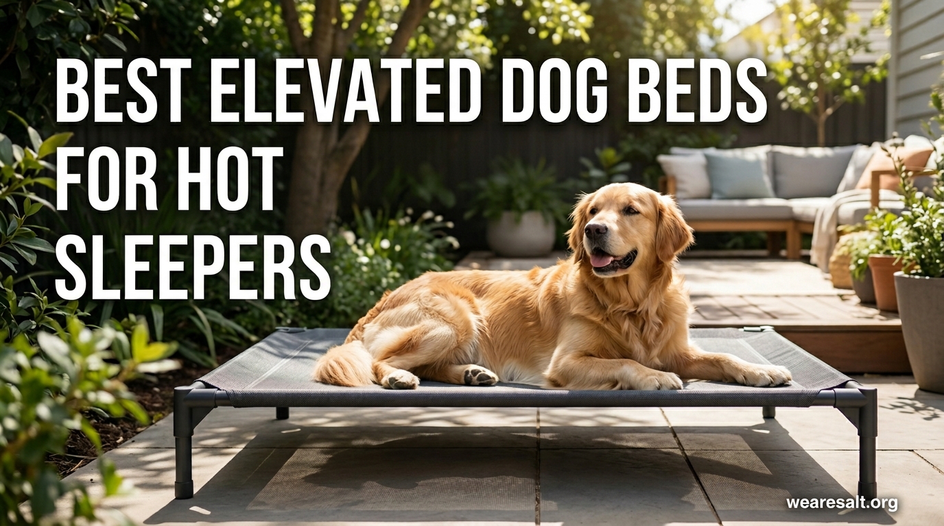 Best Elevated Dog Beds for Hot Sleepers