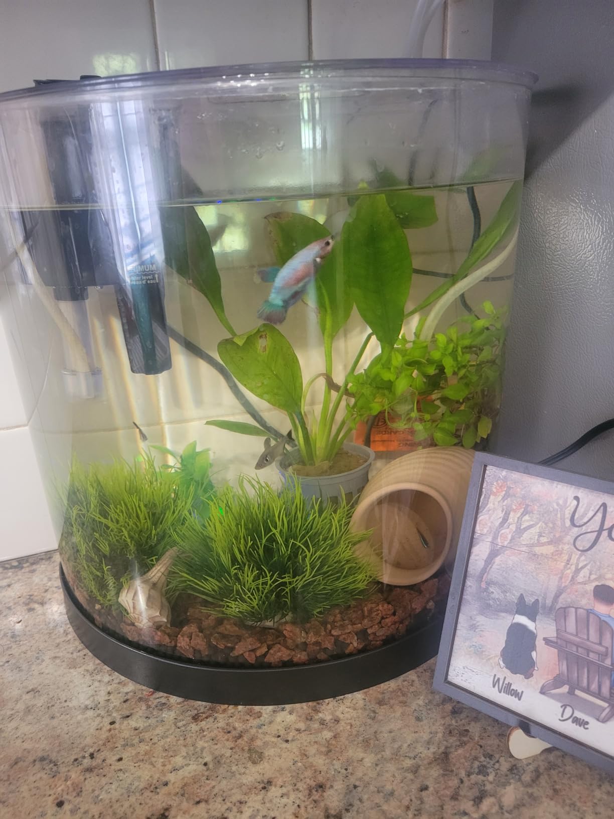 Tetra 3 Gallon Fish Tank, Aquarium Starter Kit with Pedestal Base, LED Light and Filter customer photo 1