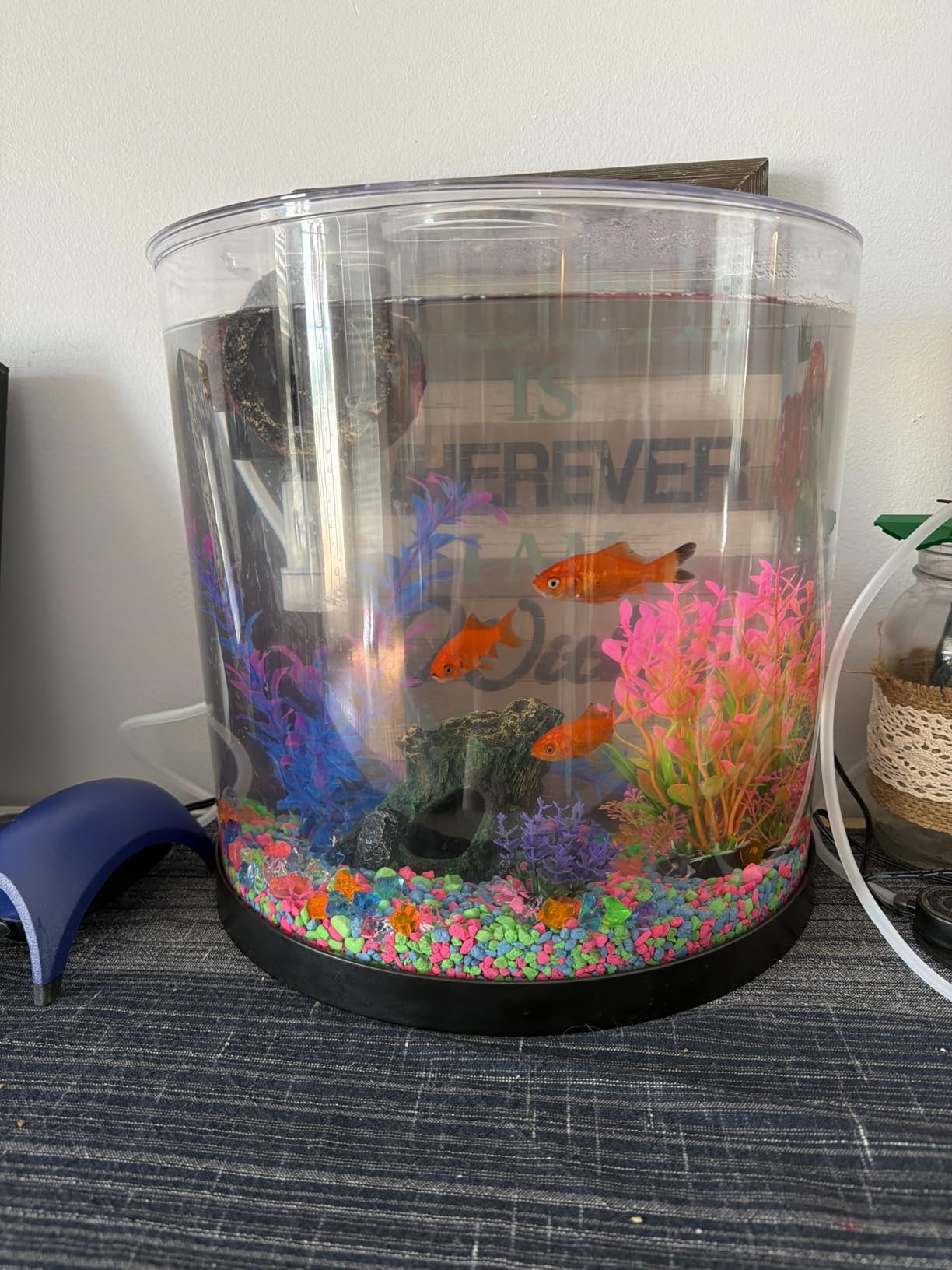 Tetra 3 Gallon Fish Tank, Aquarium Starter Kit with Pedestal Base, LED Light and Filter customer photo 2