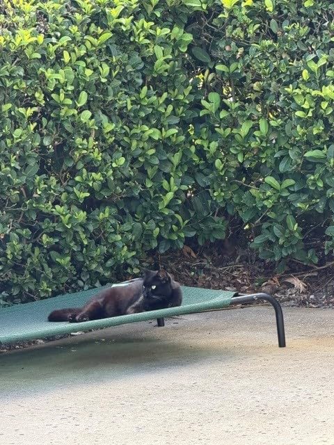 Coolaroo Original Elevated Dog Bed - Breathable Off-The-Ground Pet Bed with Cooling Fabric, Joint Relief & Moisture-Resistant Fabric, 100% Recyclable, Easy Clean, Nutmeg, Large customer photo 2