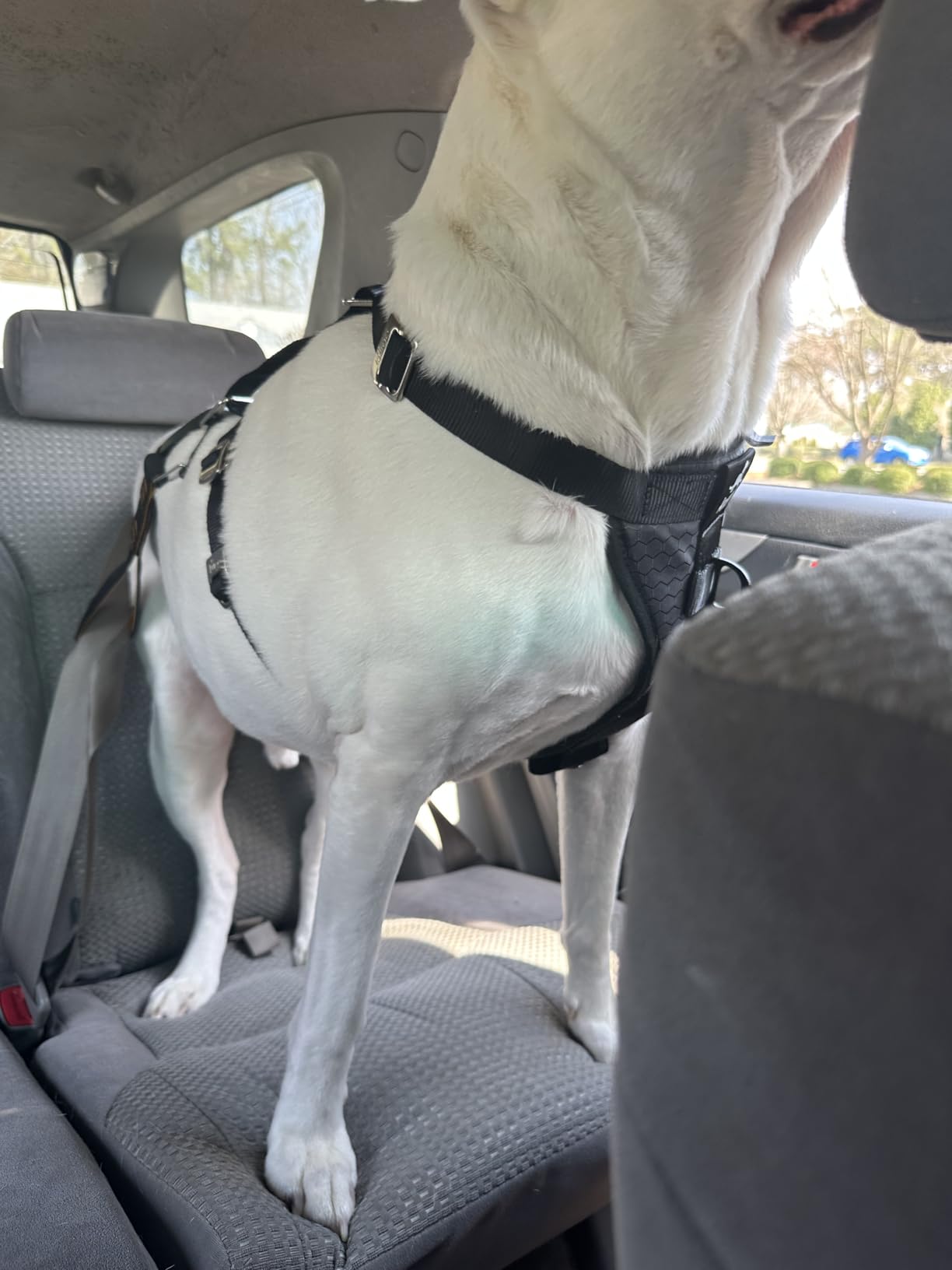 Kurgo Enhanced Strength Tru-Fit Dog Car Harness - Pet Travel Safety Harness - Crash Test Certified Fit - Five Point Adjustment - Secure Buckle - Padded Chest - Black - Medium customer photo 2