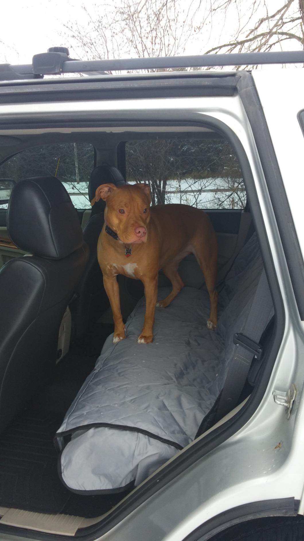 4Knines Dog Backseat Cover with Hammock for Cars, SUVs, and Trucks - Waterproof Layers, Nonslip Seat Protector, Durable Nylon Clips, K9 Shield with Heavy Duty Thread customer photo 1
