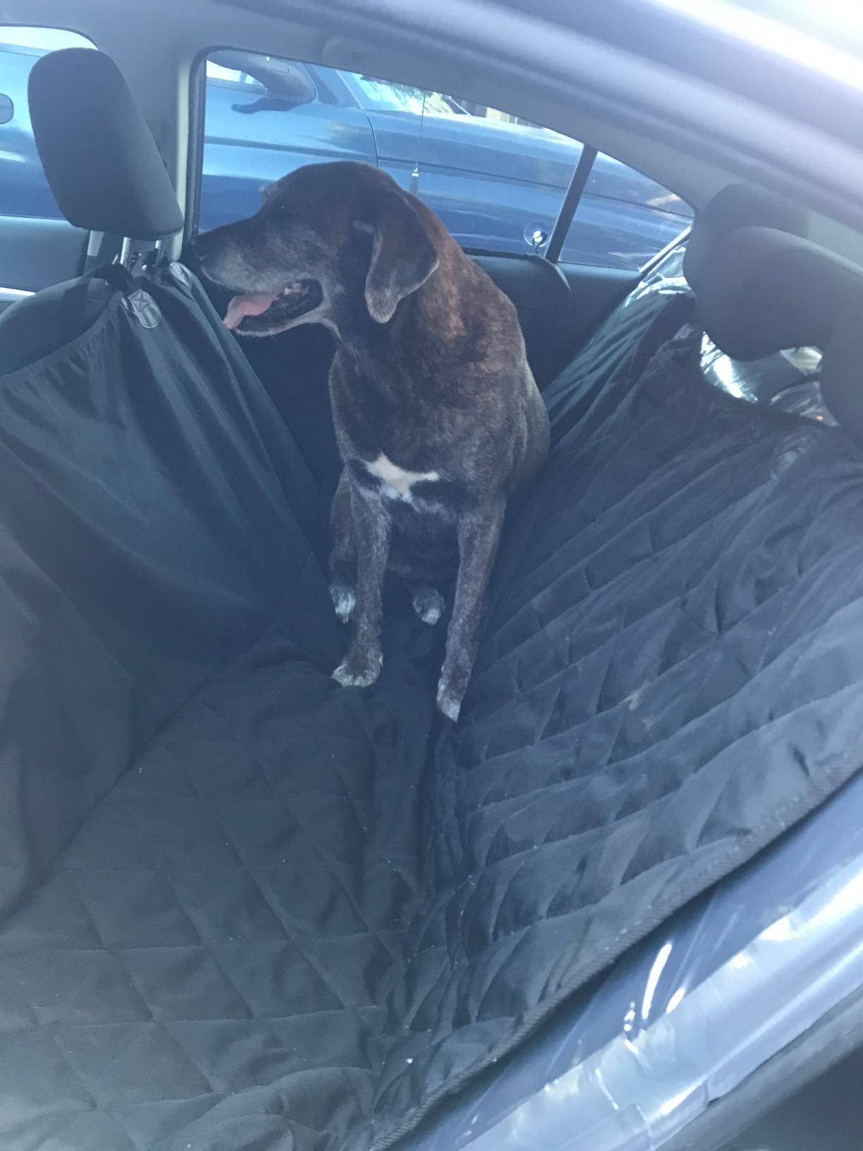 4Knines Dog Backseat Cover with Hammock for Cars, SUVs, and Trucks - Waterproof Layers, Nonslip Seat Protector, Durable Nylon Clips, K9 Shield with Heavy Duty Thread customer photo 2
