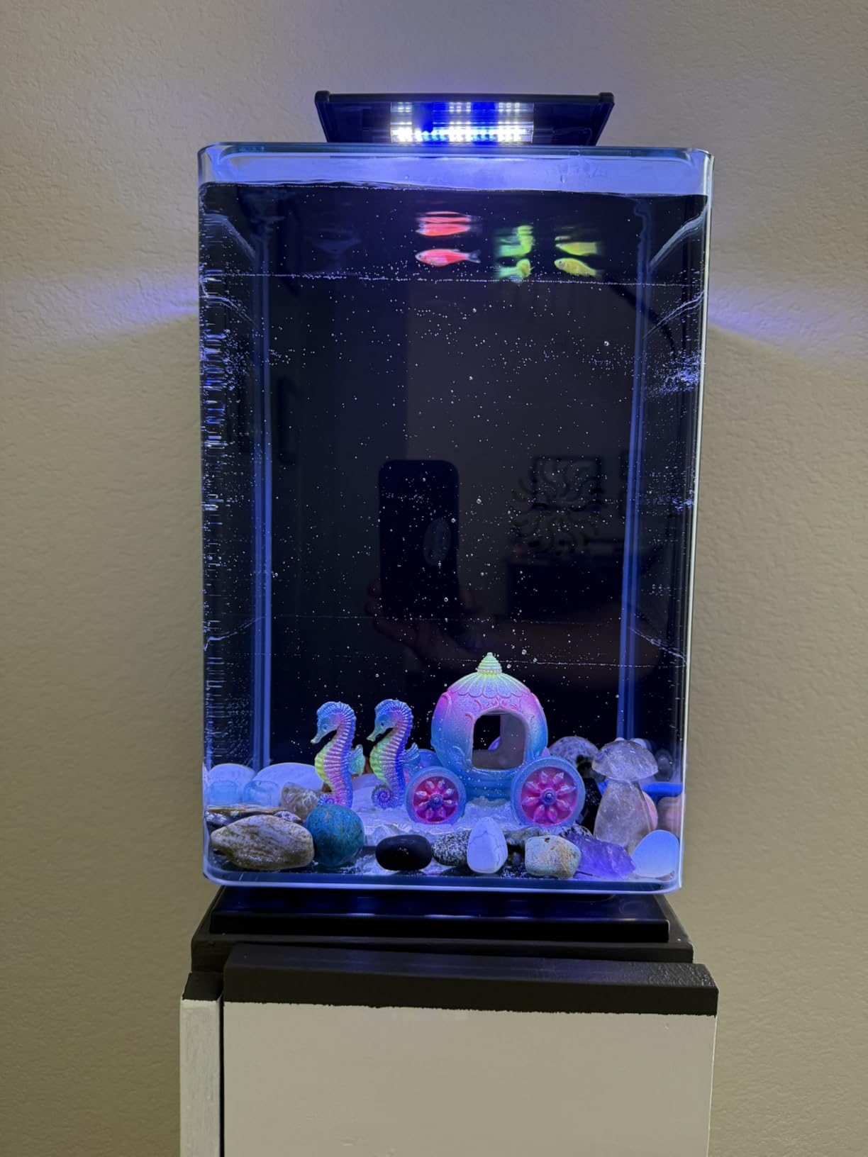 Marineland Portrait Glass LED Aquarium Kit, 5 Gallons, Hidden Filtration, Black customer photo 2