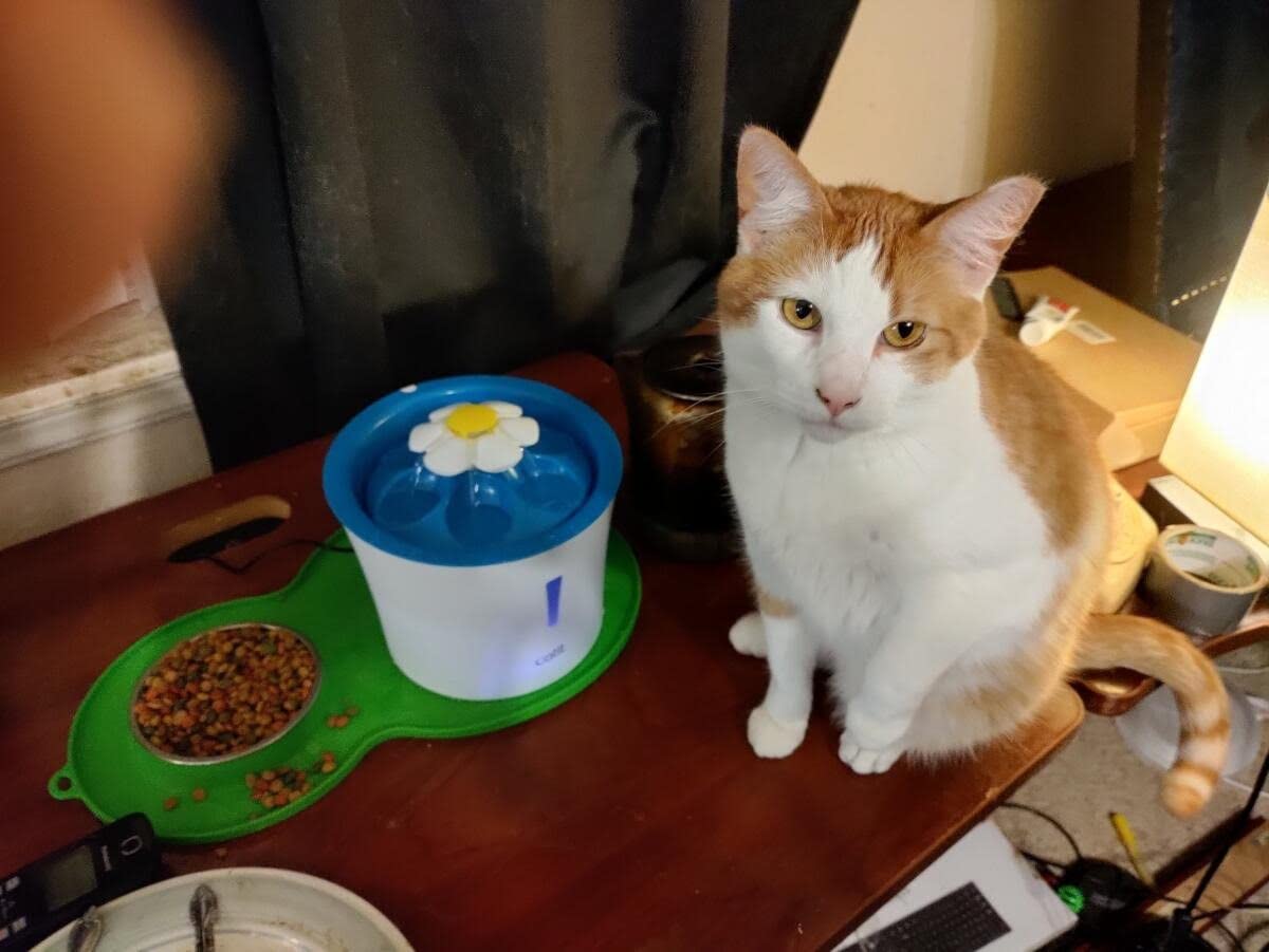 Catit LED Flower Fountain with Triple Action Filter, Cat Drinking Water Fountain, 3 L customer photo 2