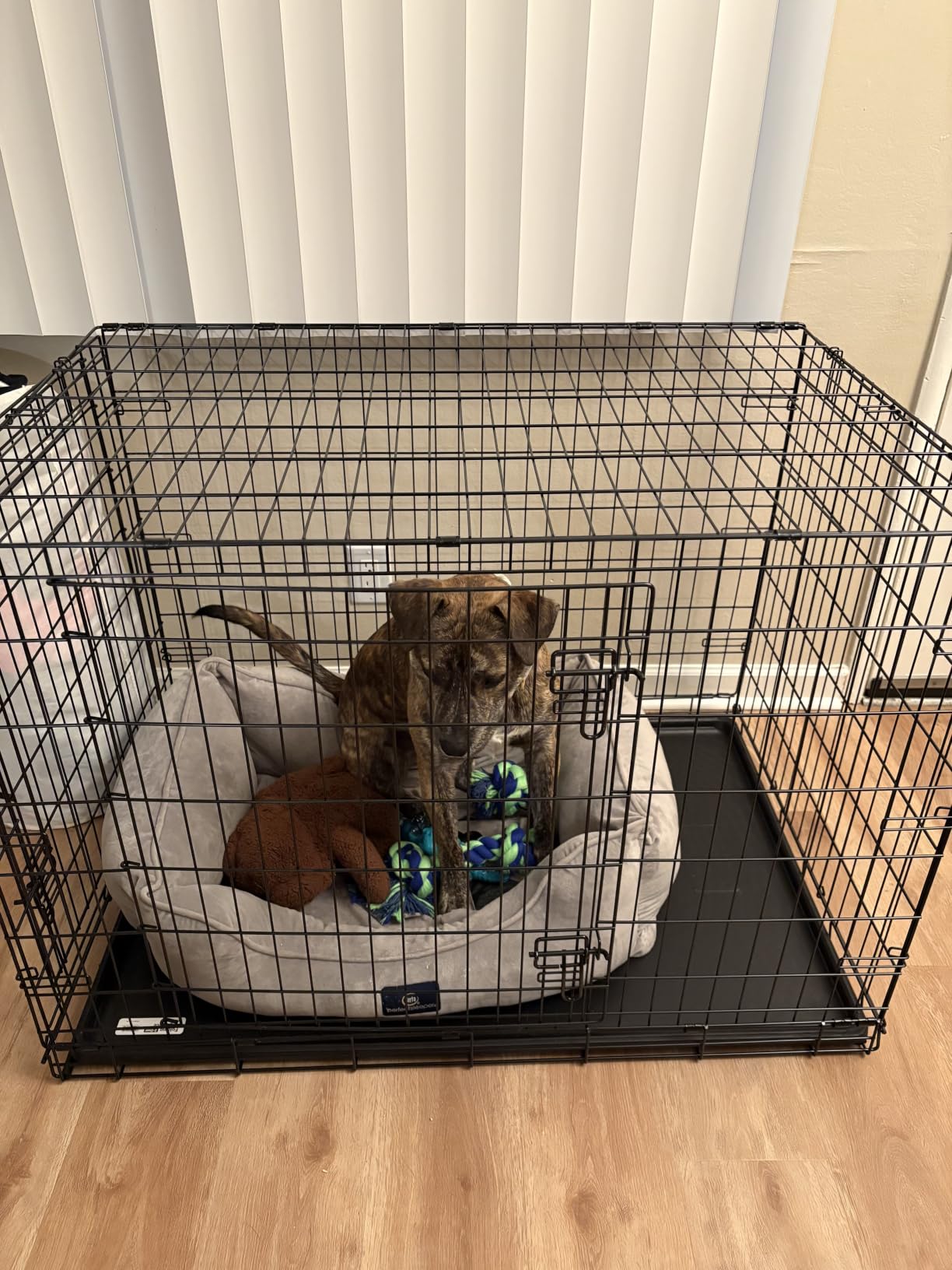 Midwest Homes for Pets 42-Inch New World Crate for Large Breeds, 71-90 lbs, Double Door Folding Dog Crate, Leak-Proof Tray & Secure Latches, Portable, Durable & Easy to Assemble customer photo 1